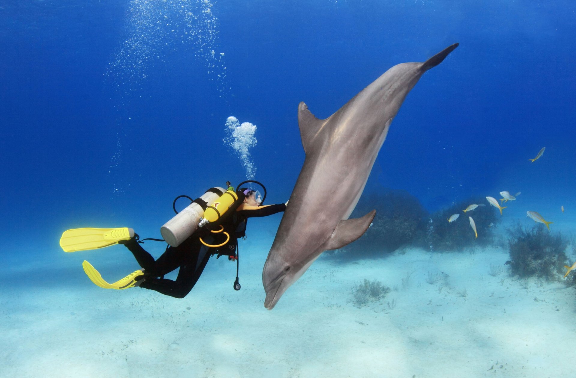 Nachttauchen mit Specialdive