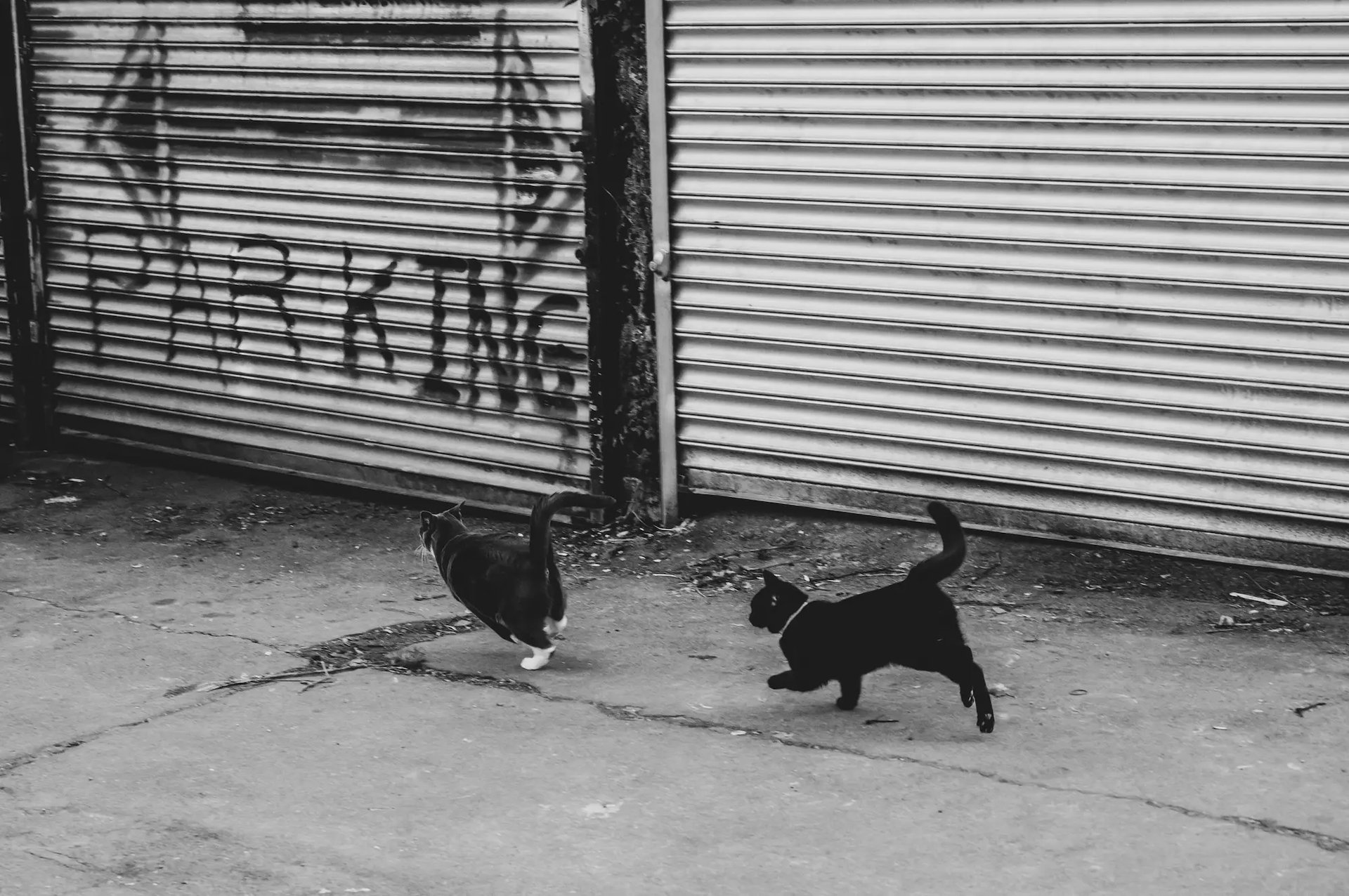A small black cat chases a grey cat, pointy tails.
