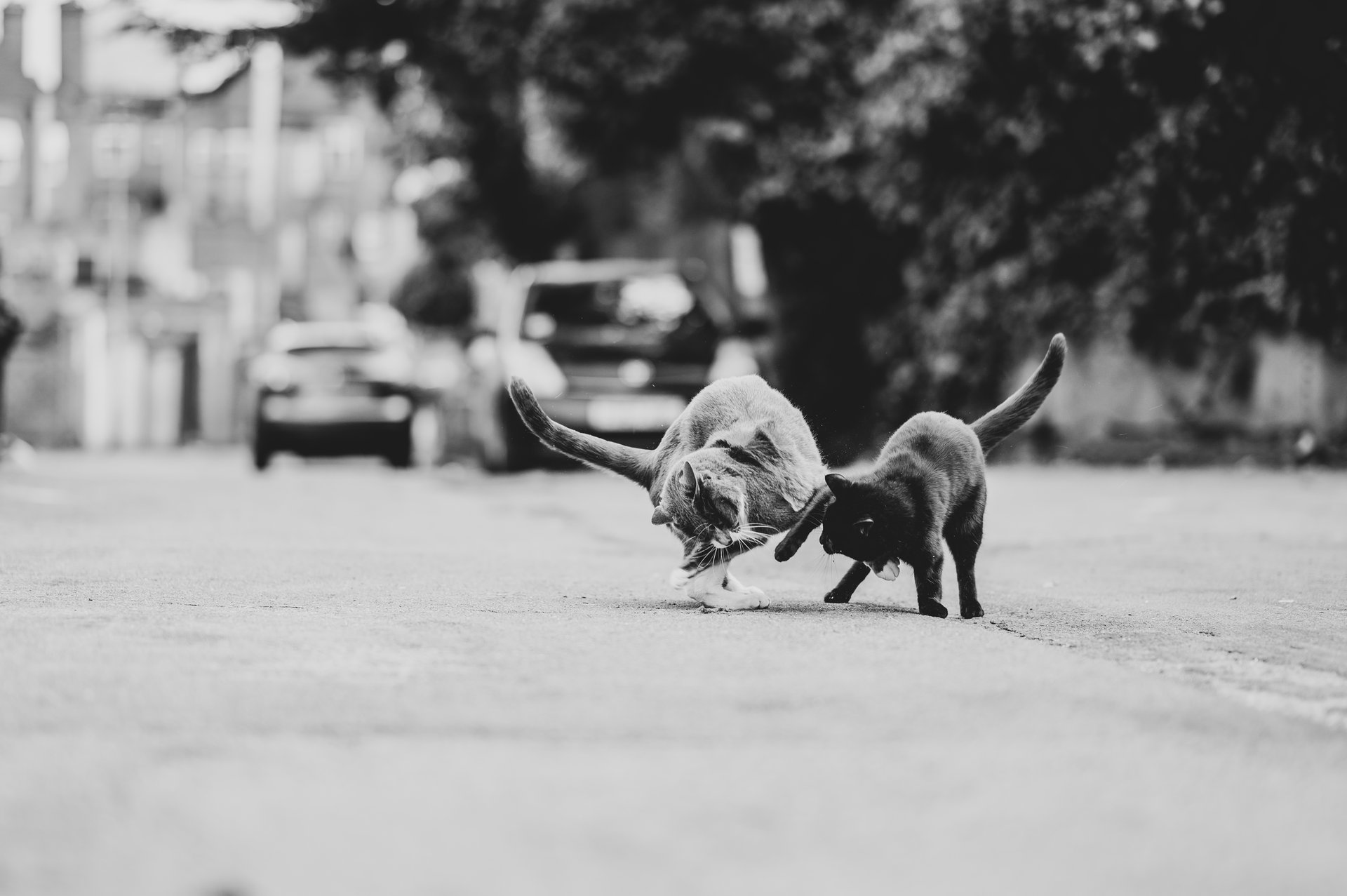 A small black cat is punching her son, a grey cat, on the street. Dramatic cat photo from the street.