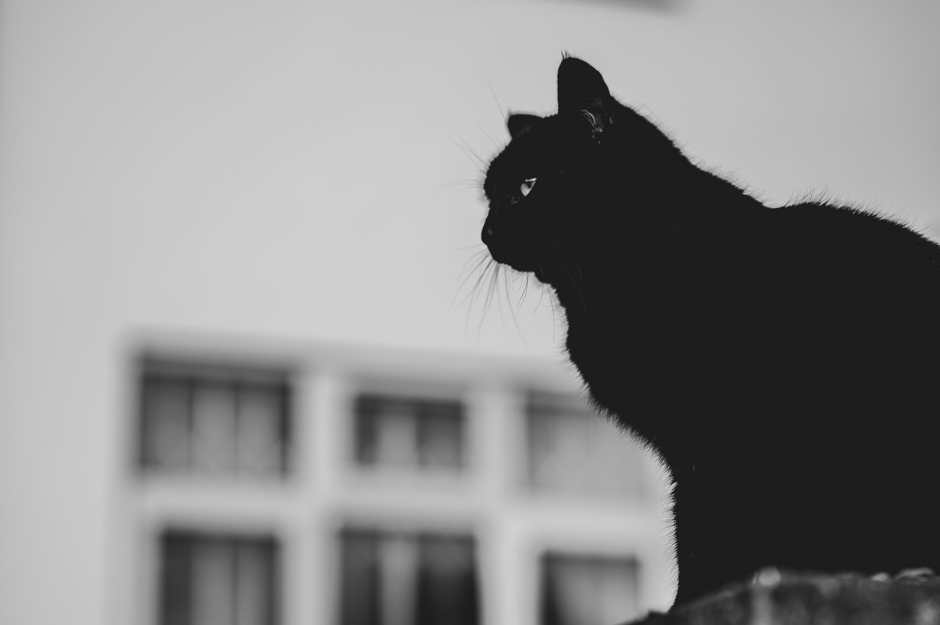 a black cat looking into the distance in a black-and-white photo with a blurred background