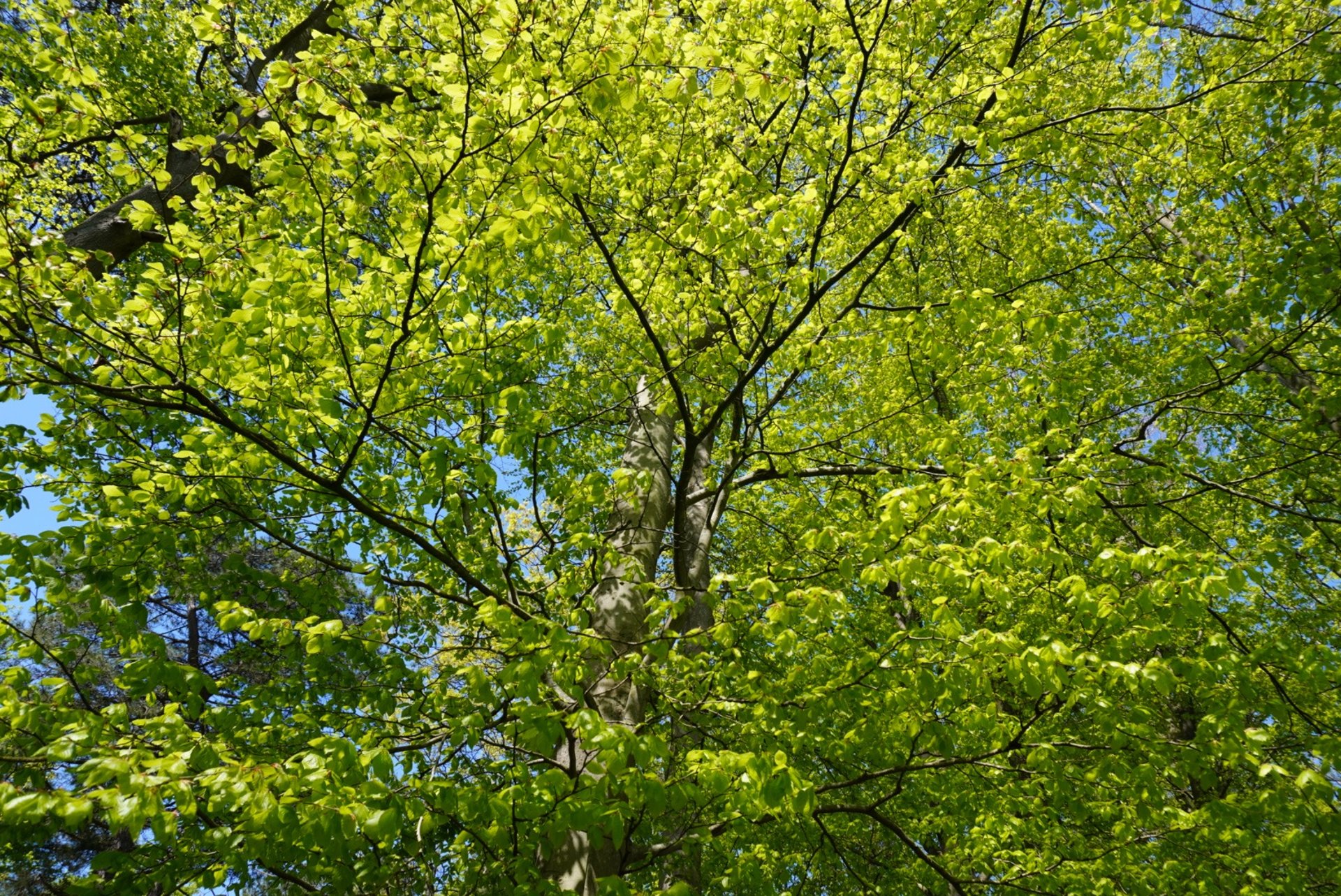 green grass field near river