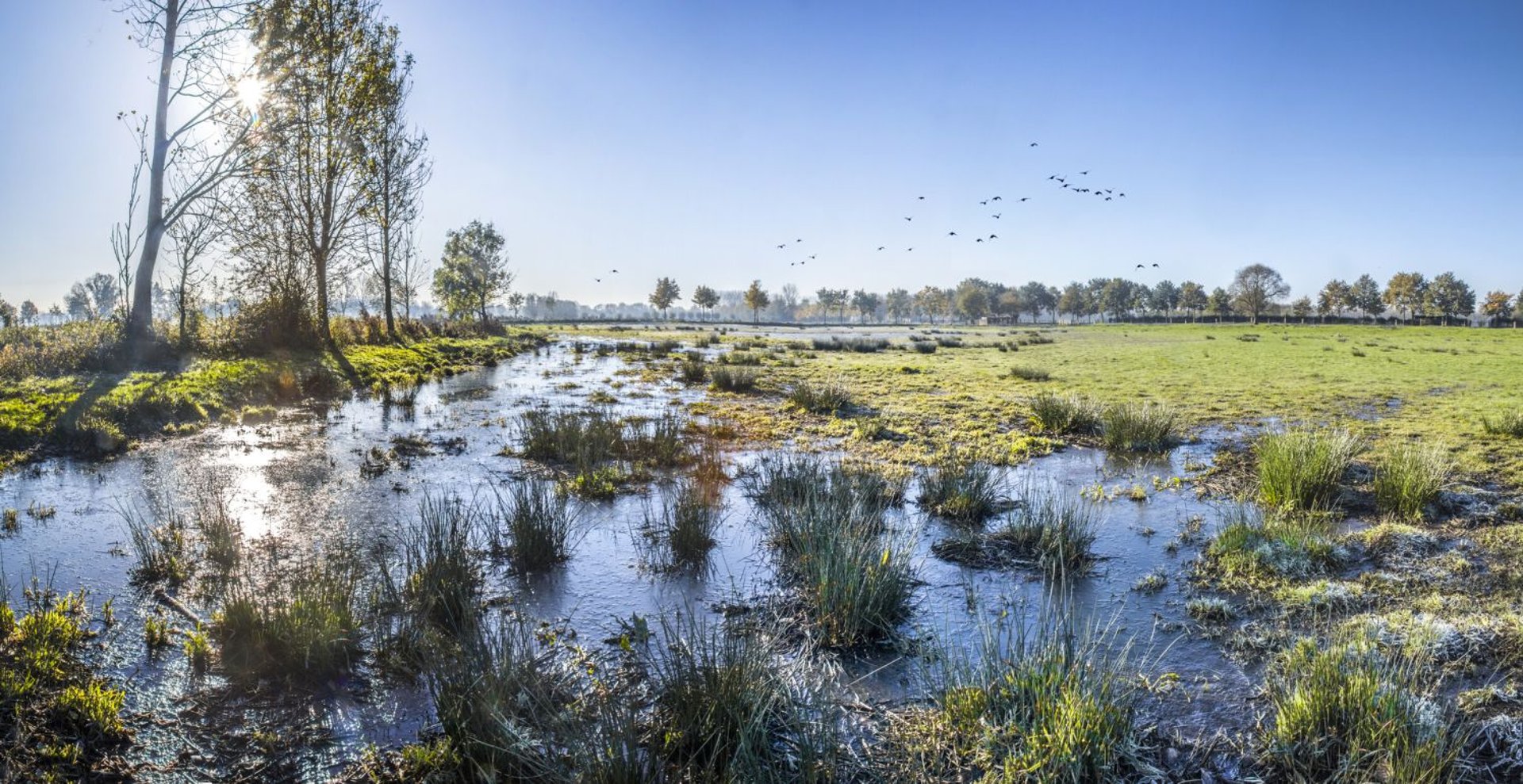 white and brown bird on beach during daytime