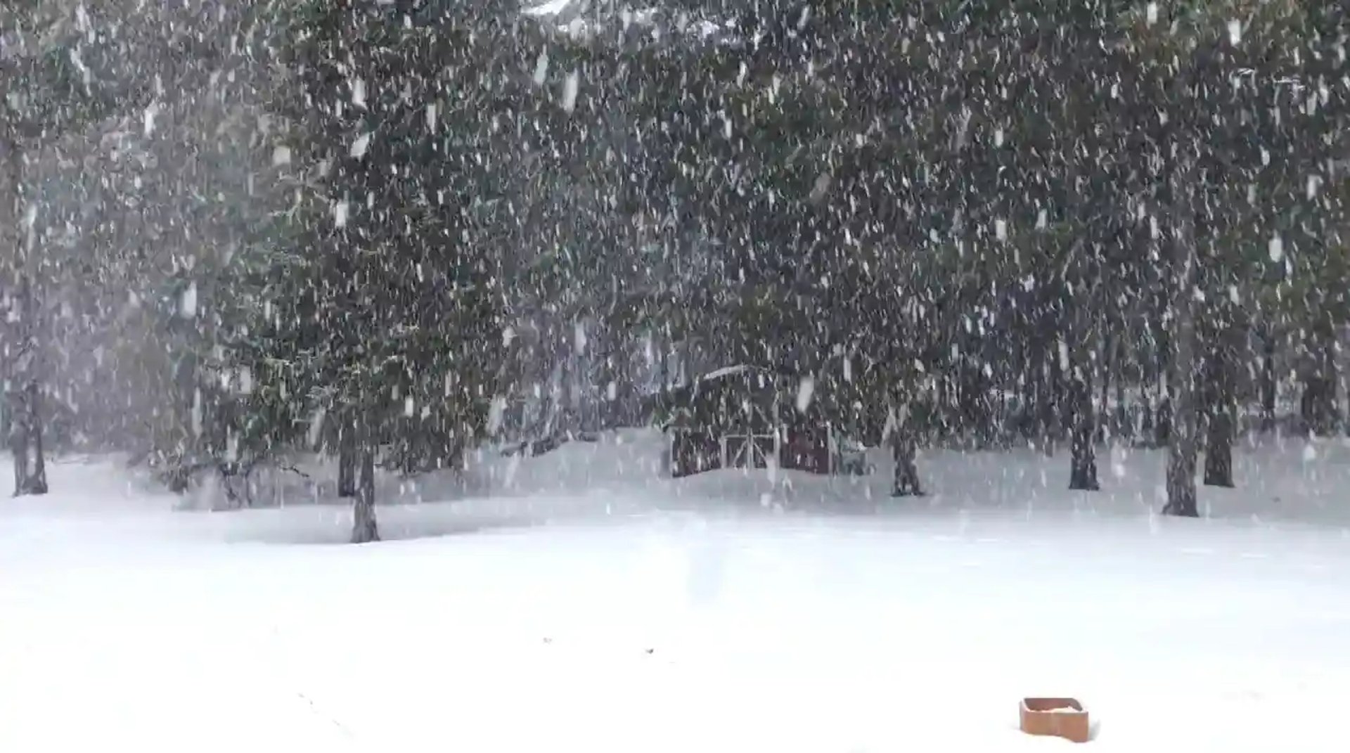 snow covered road between trees