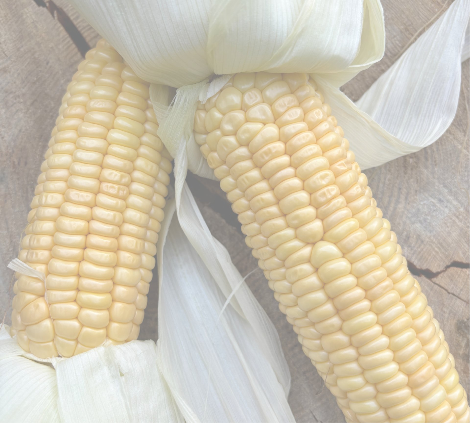 GOLDEN BANTAM HEIRLOOM SWEETCORN 