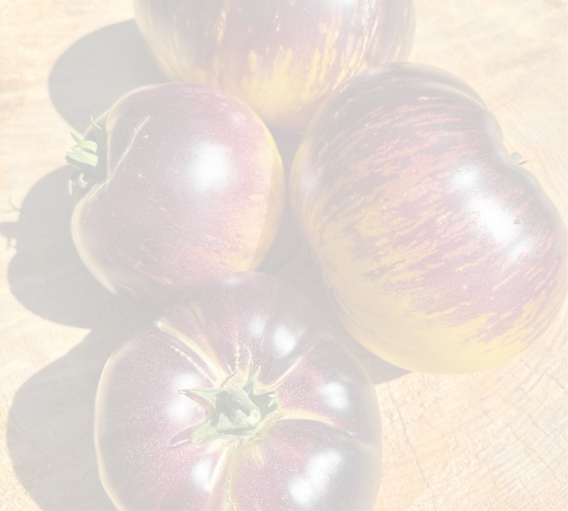 Solar Eclipse’ tomatoes, showing ripe, round tomatoes with deep purple skin and golden blossom end.