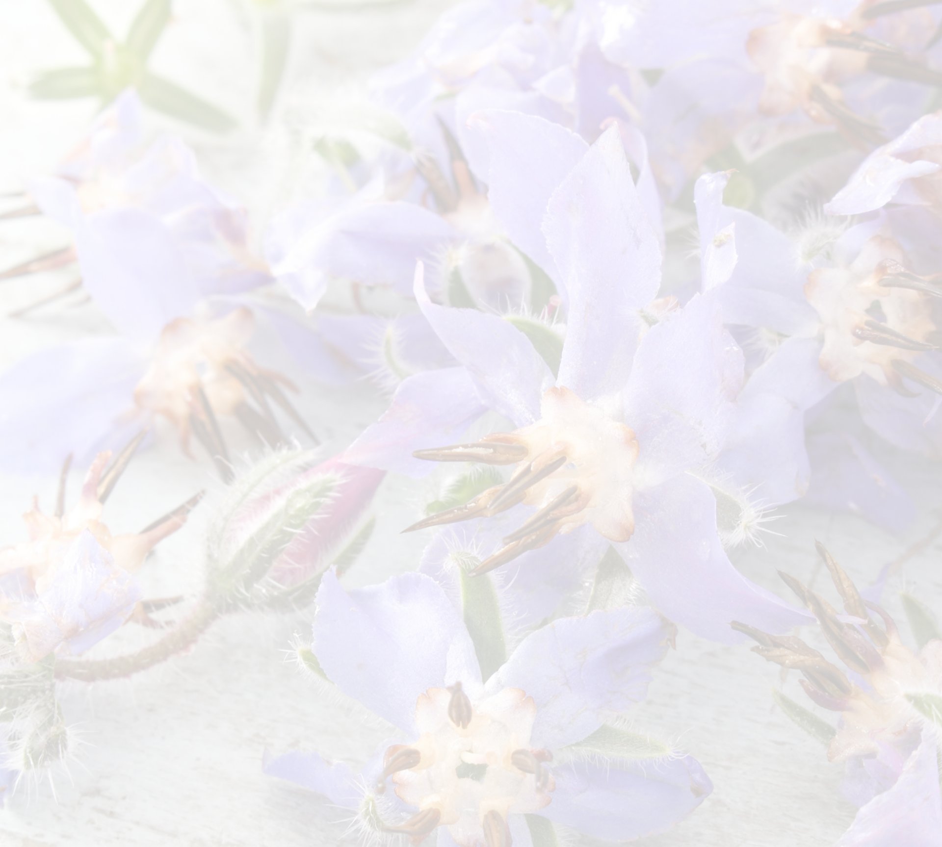 BORAGE | Edible flowers that can enhance various culinary creations.
