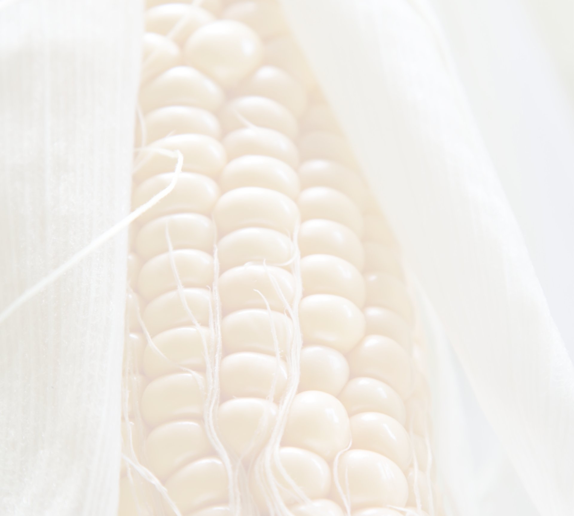 GOLDEN BANTAM HEIRLOOM SWEETCORN