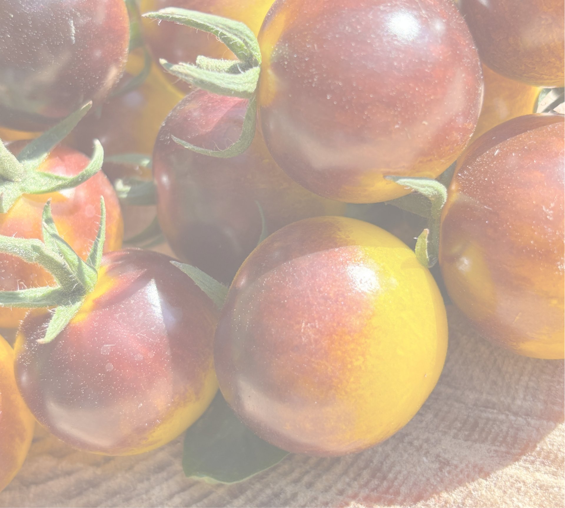 Awesome Emma tomatoes, clusters of cherry sized, smooth, bright purple/yellow, promoted as a sweet, productive variety