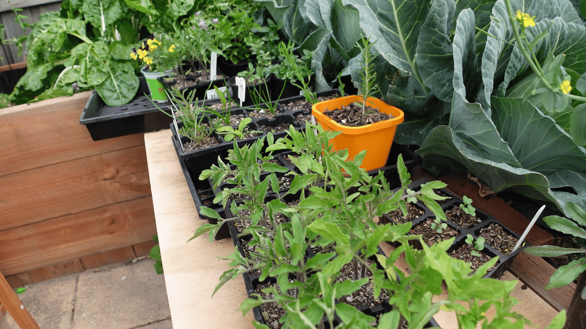 green plants on soil