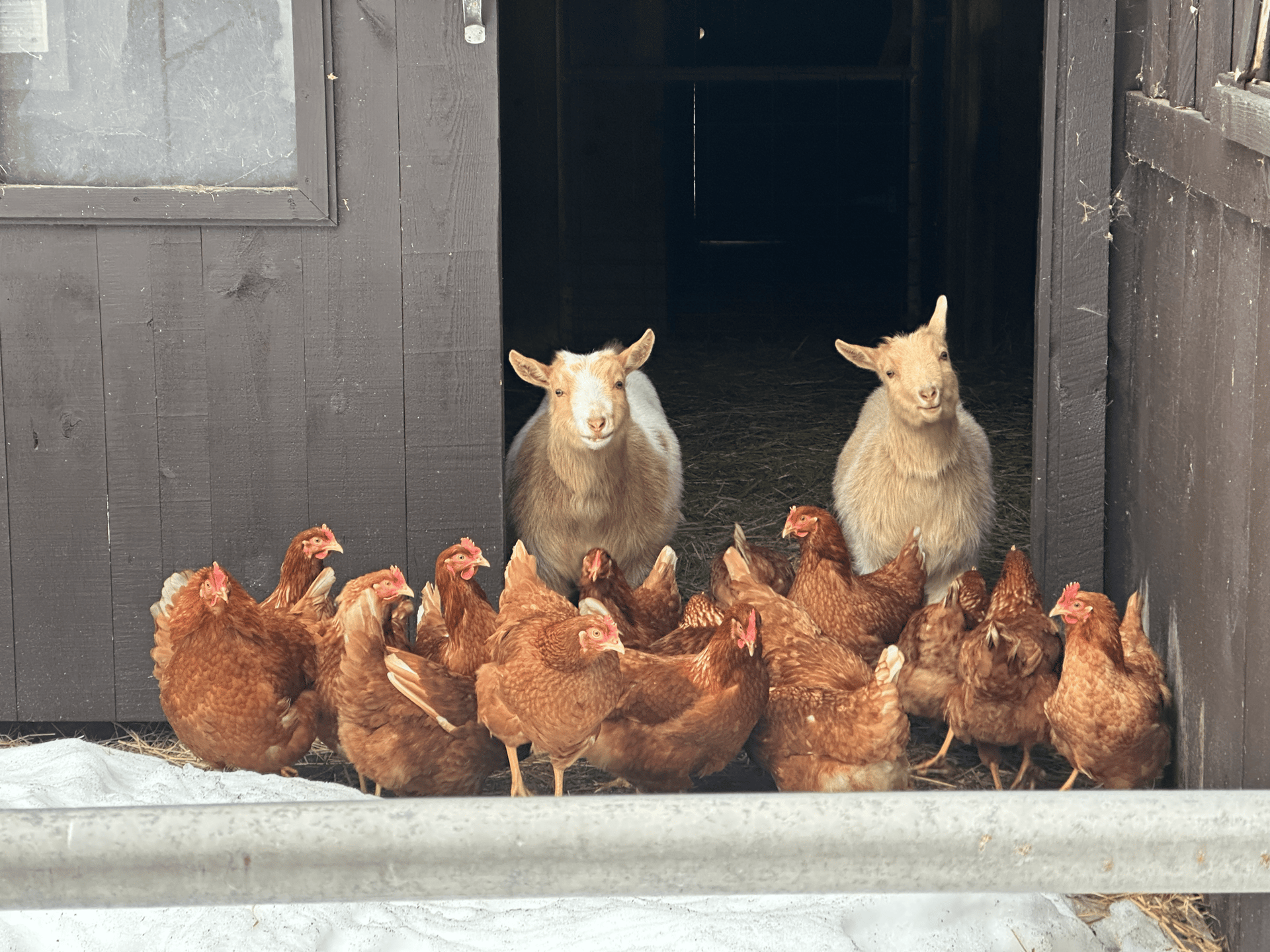 brown egg on brown nest