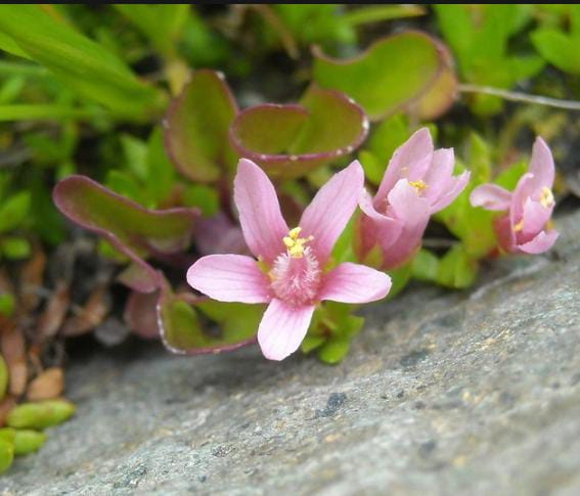 gray computer monitor