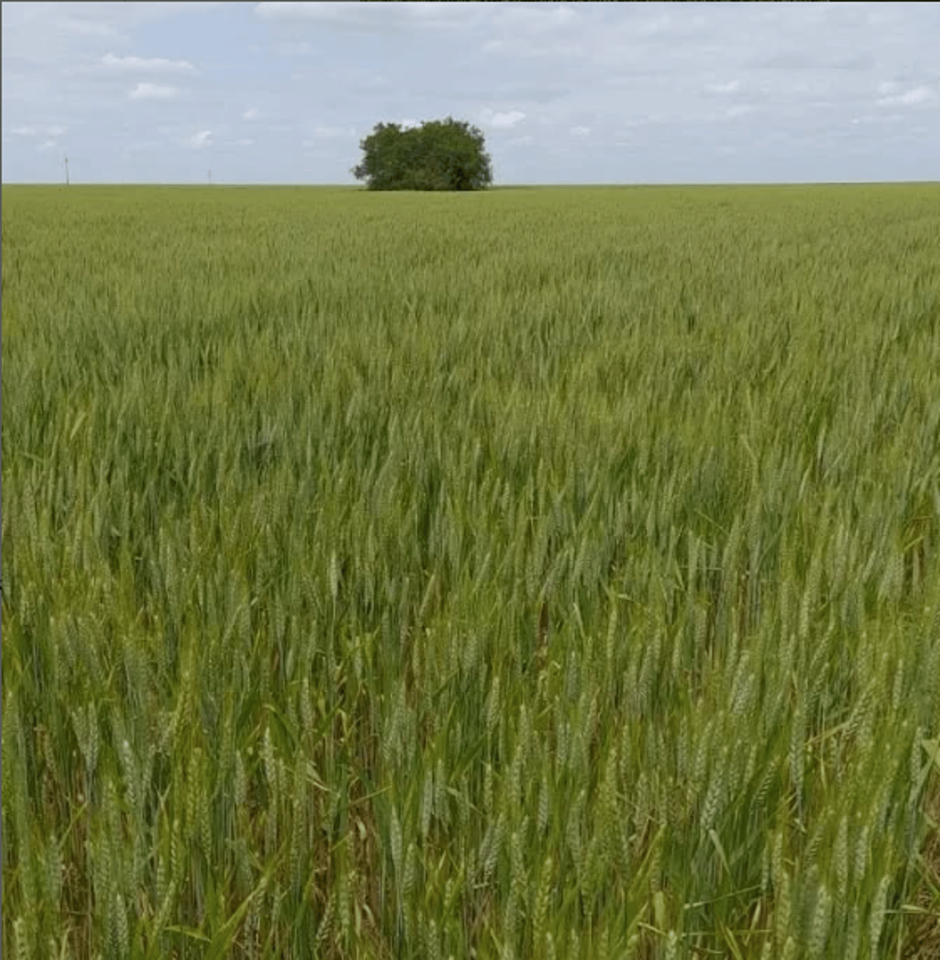 a field of wheat under a blue sky with clouds