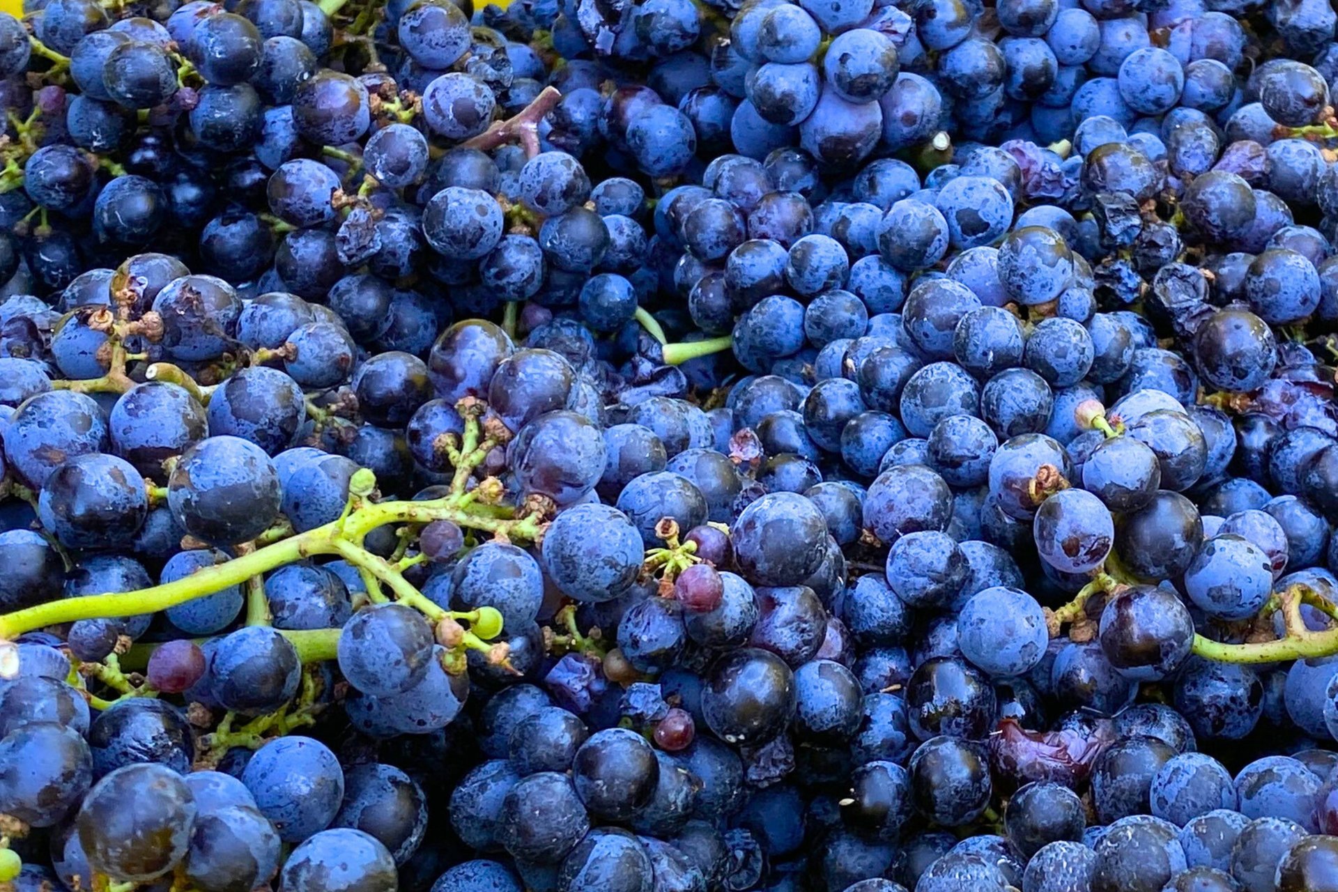 Organic Natural Probiotic Wine