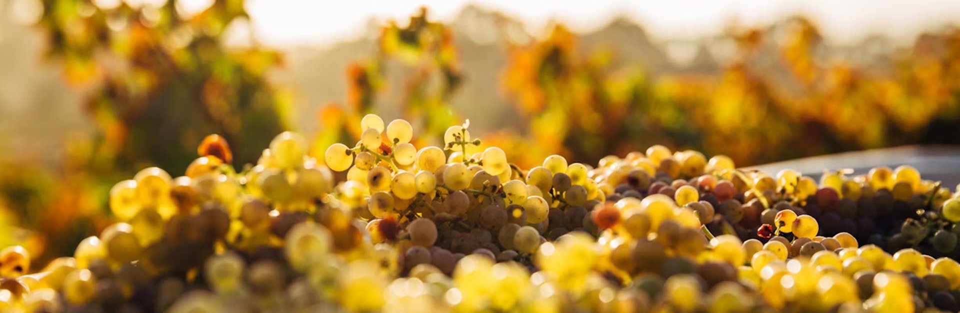 organic wine grape vineyard