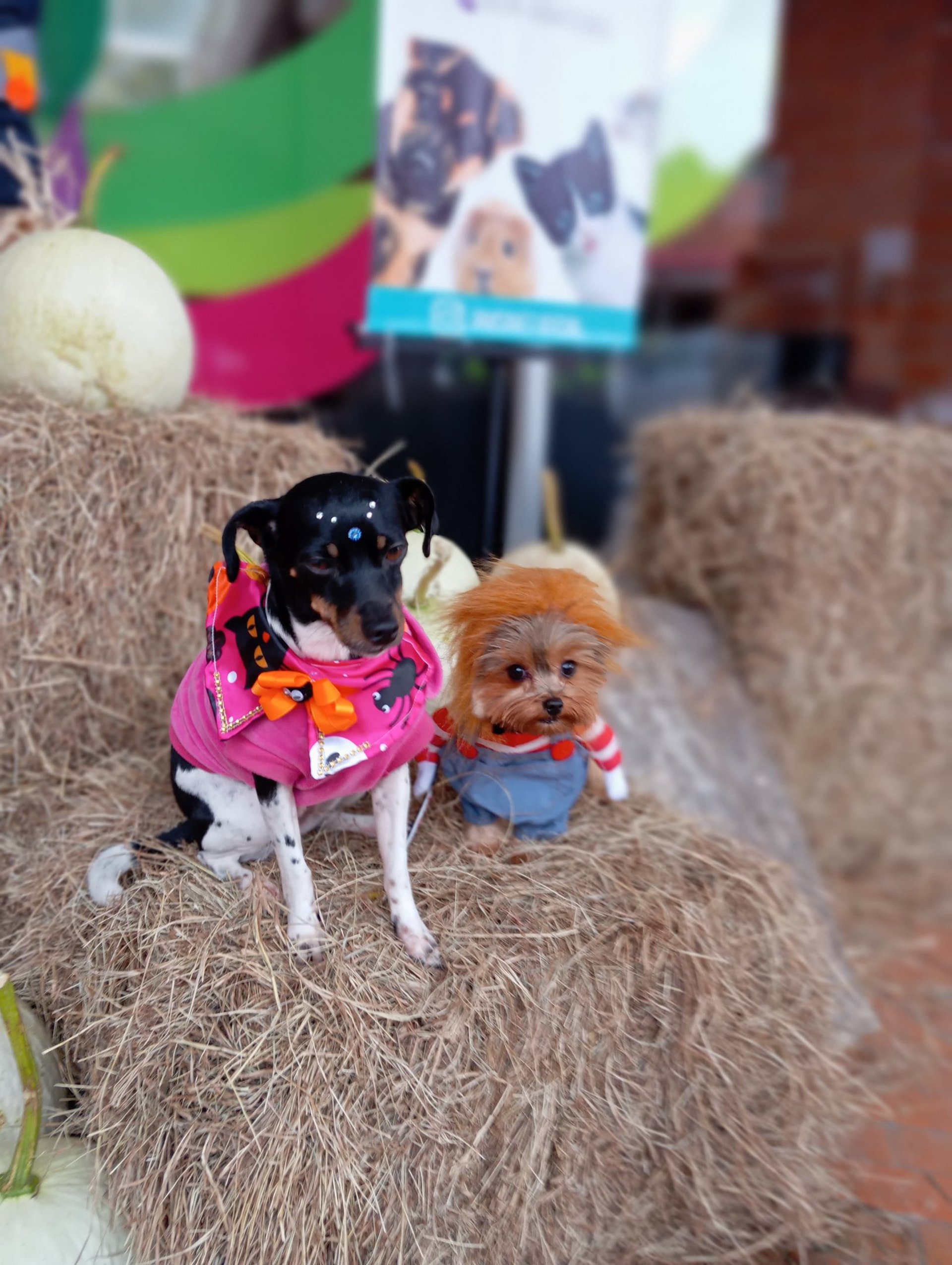 brown tabby kitten covered with white blanket