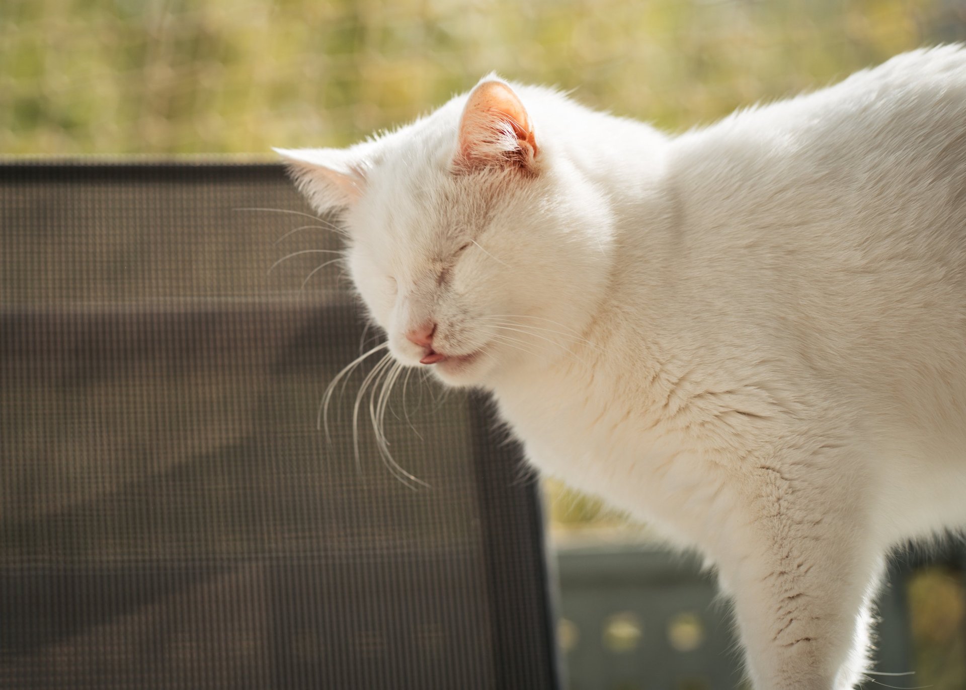 woman and cat joining hands