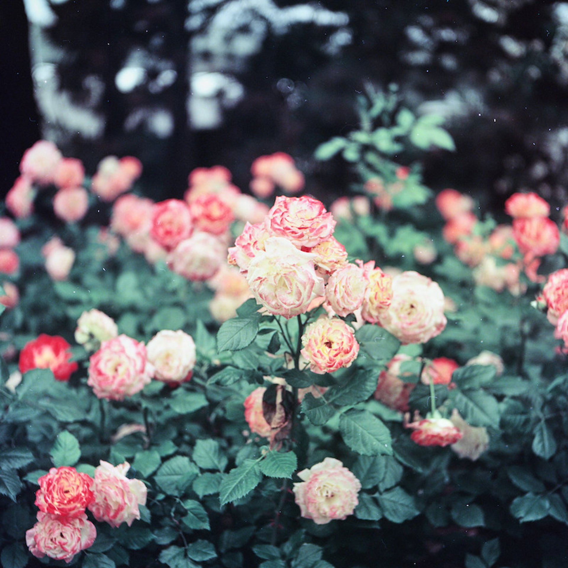 black blue and yellow textile