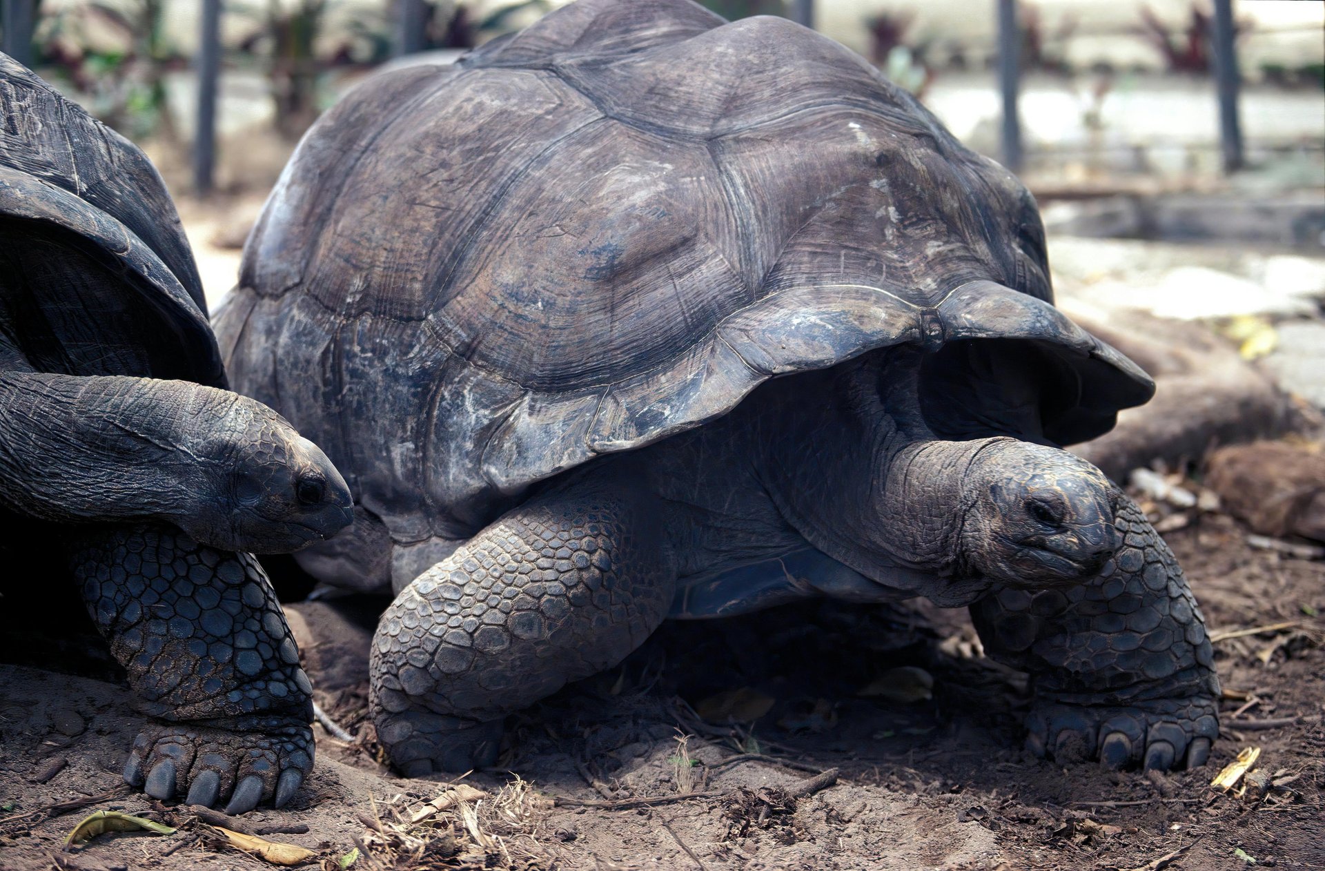 green trees beside body of water during daytime