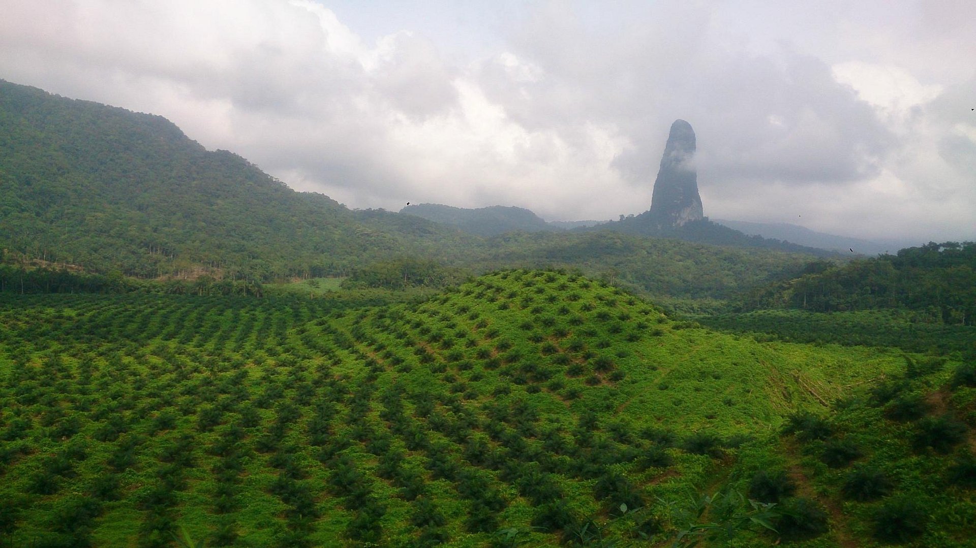 green and white leaf plant