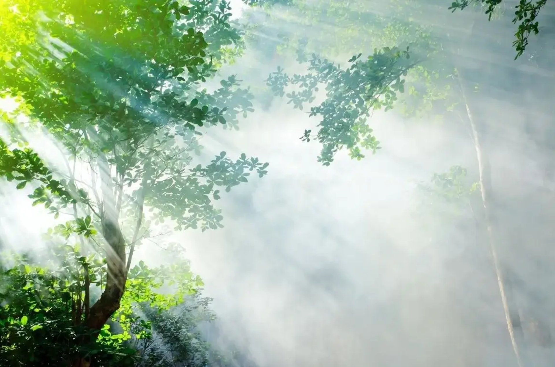 Lumière dorée du soleil perçant le feuillage d'une forêt verdoyante.