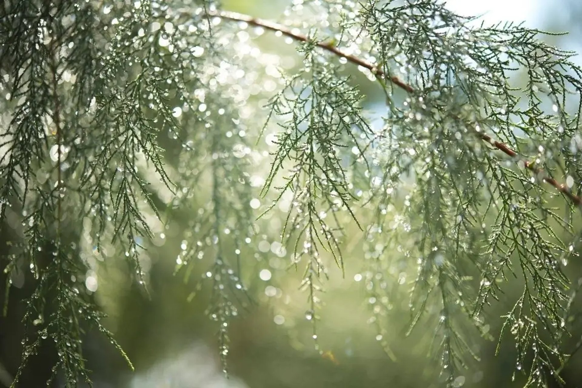 Gouttes d'eau scintillantes sur une branche d'arbre, capturant la beauté de la nature après la pluie.
