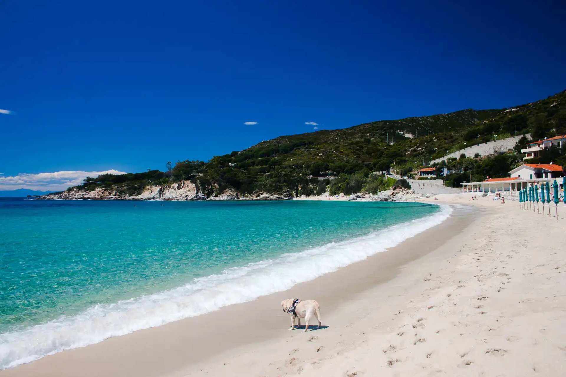 Spiaggia di Cavoli con cane Pet Friendly - Le Ghiaie-  Isola d'Elba