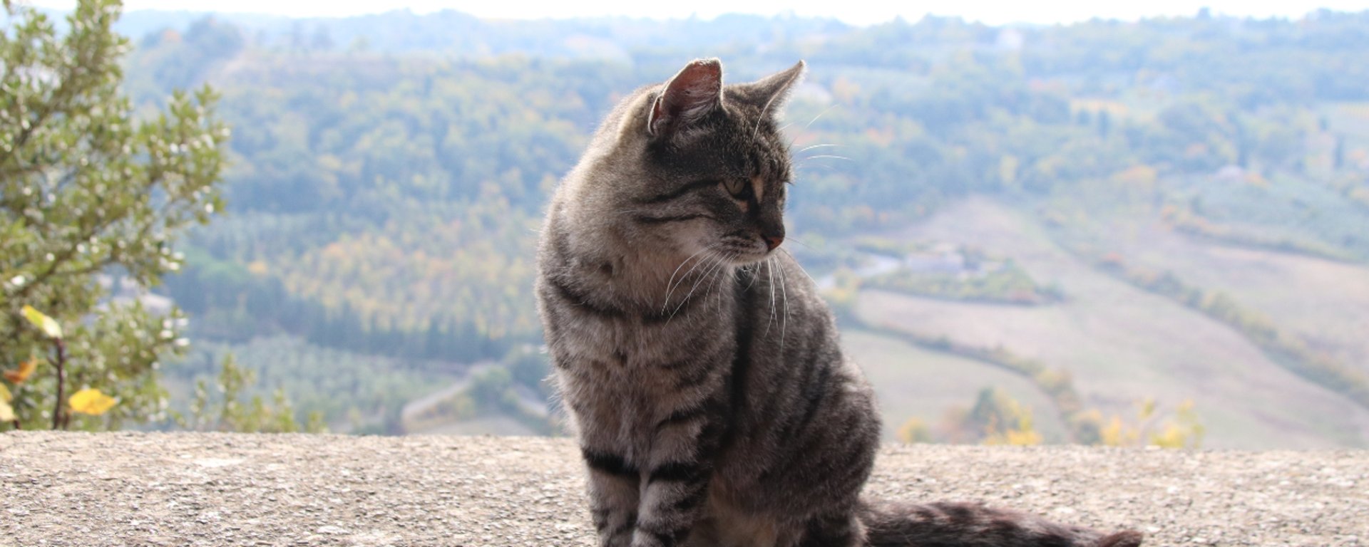 orange tabby cat lying on white textile