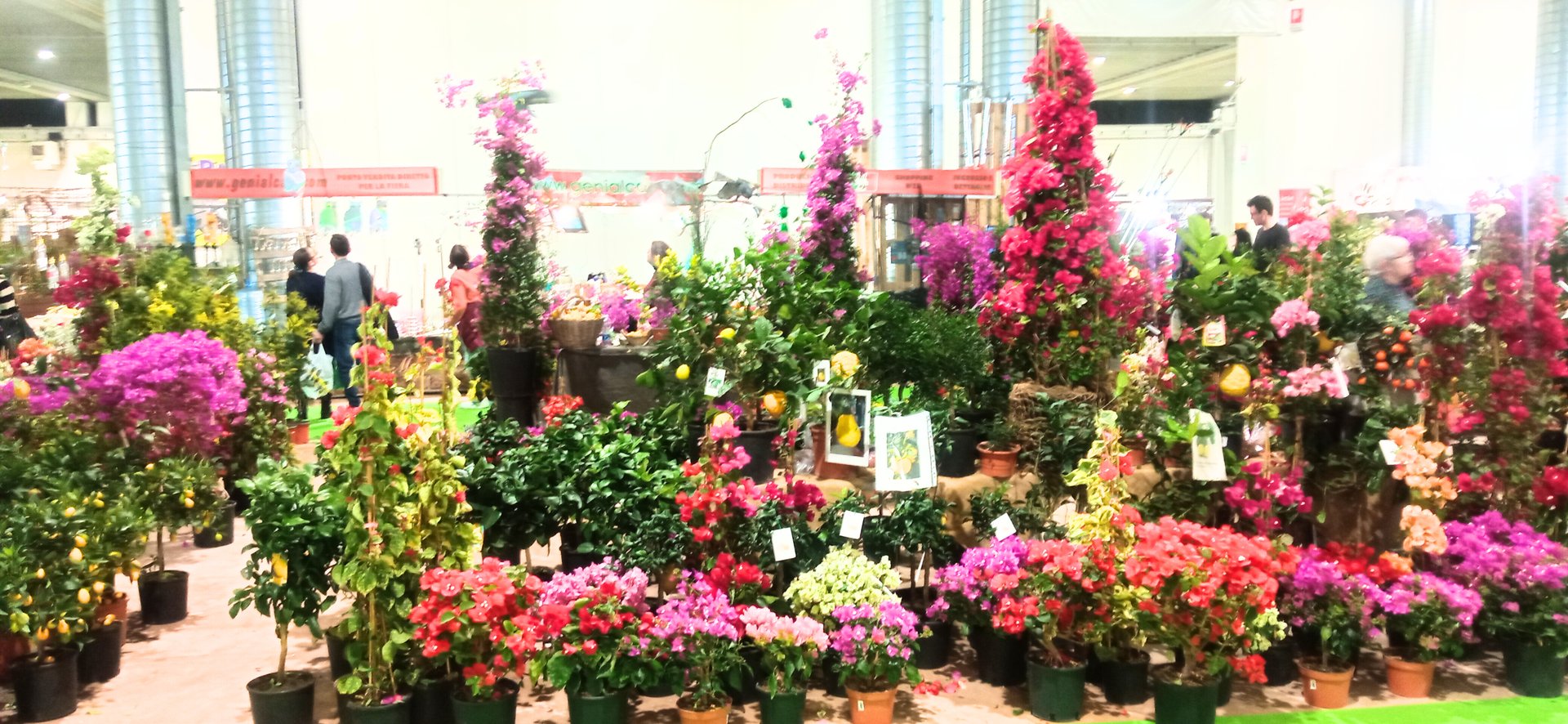 white and red flowers in tilt shift lens