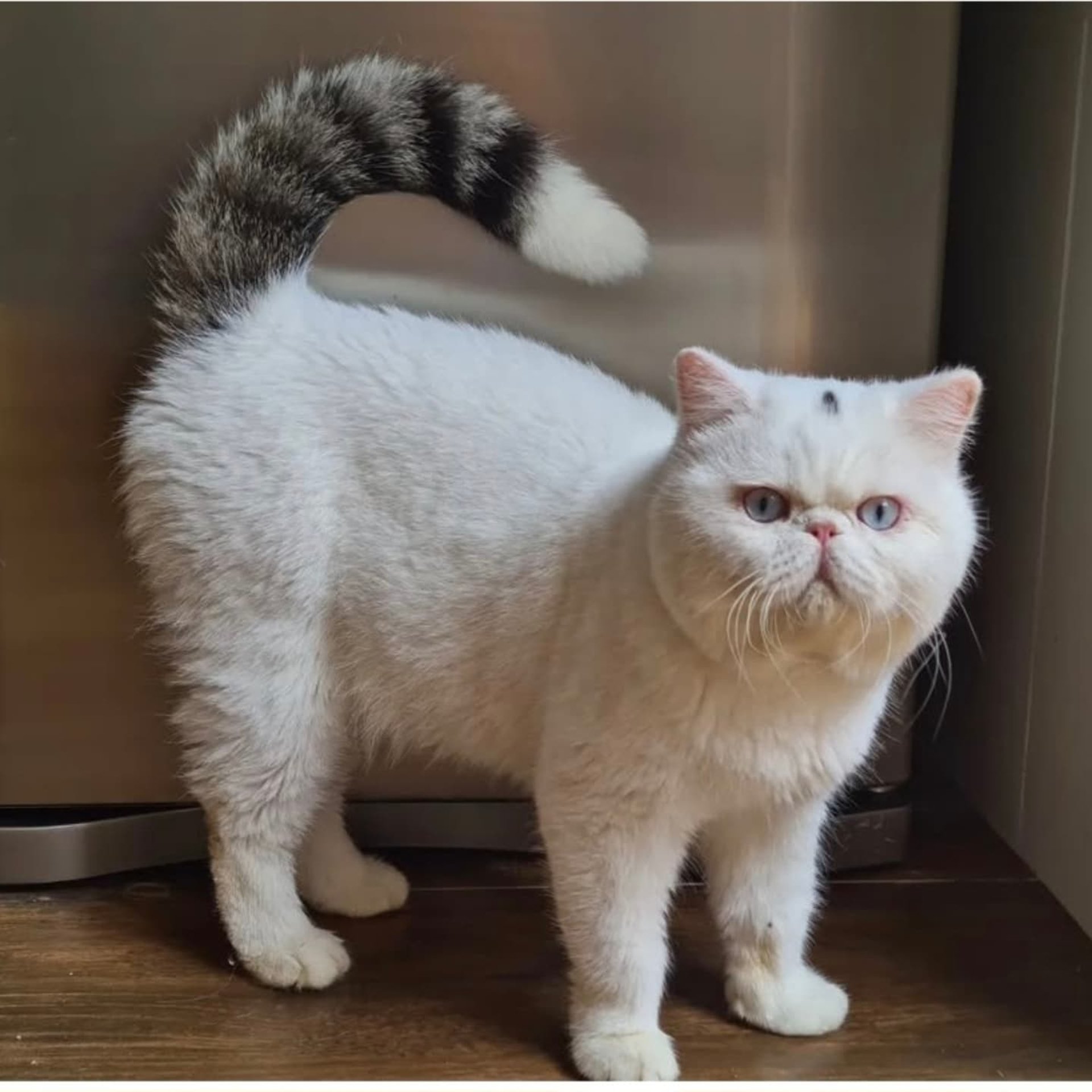 a cat sitting on a concrete surface