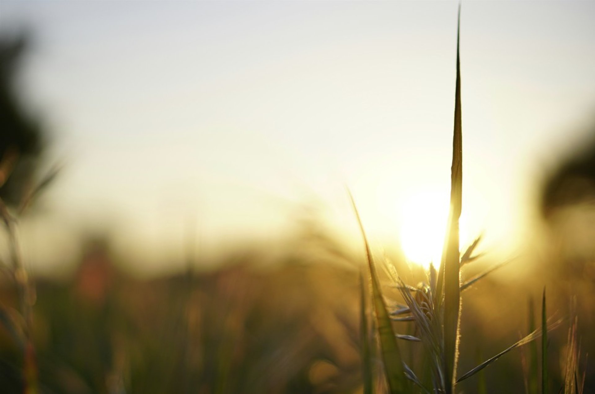 a close up of some grass near a body of water