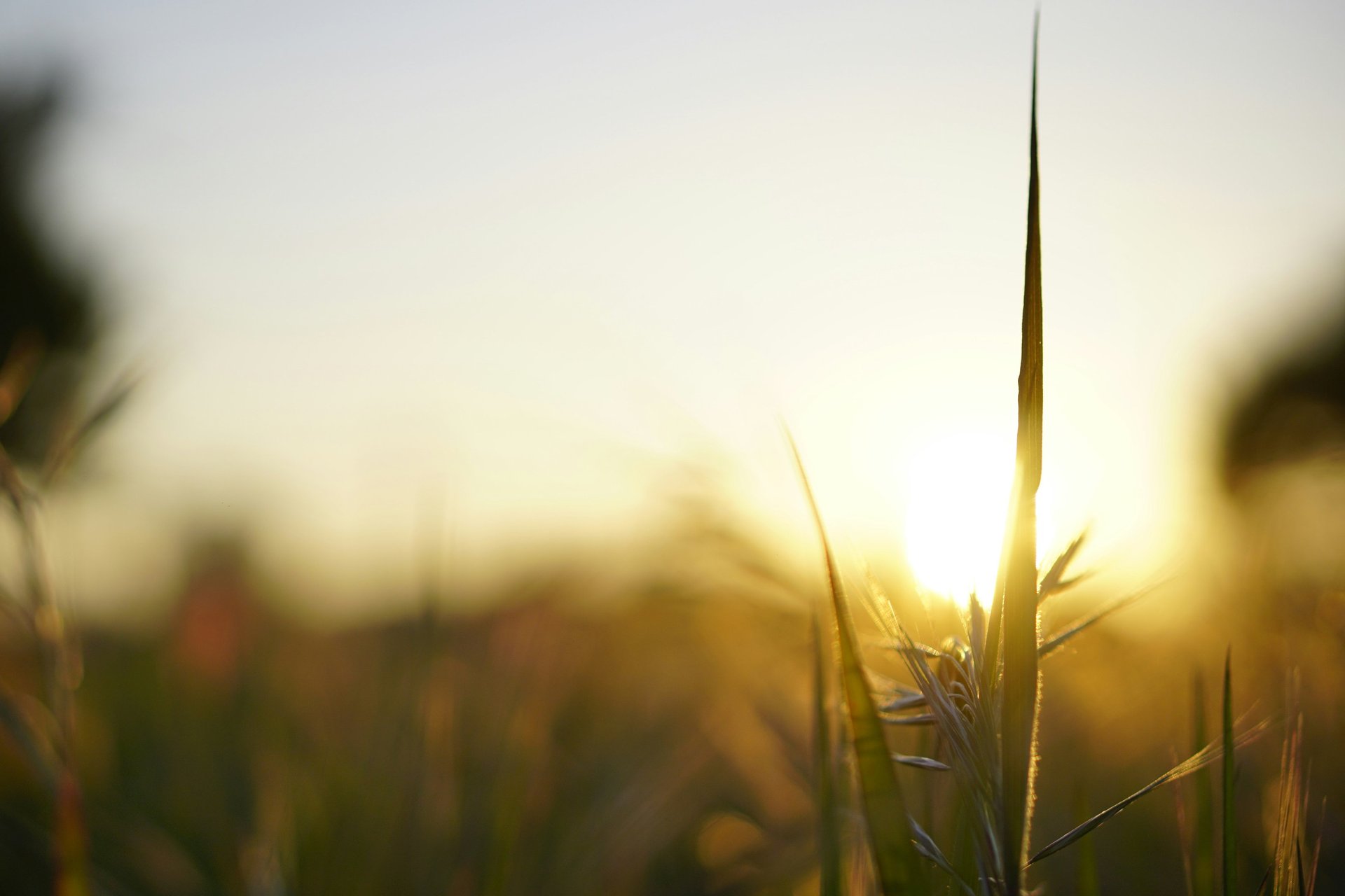 brown grass field during daytime