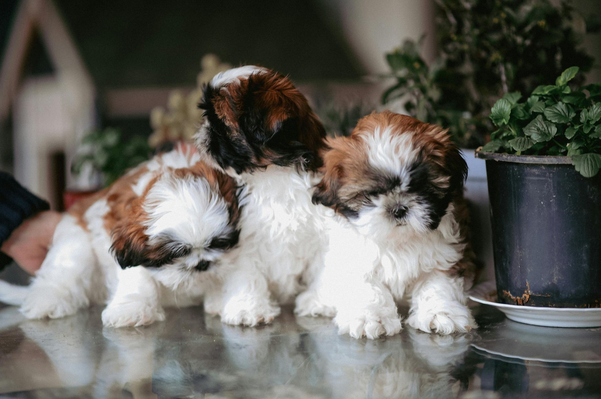 Shih Tzu Puppies for Sale