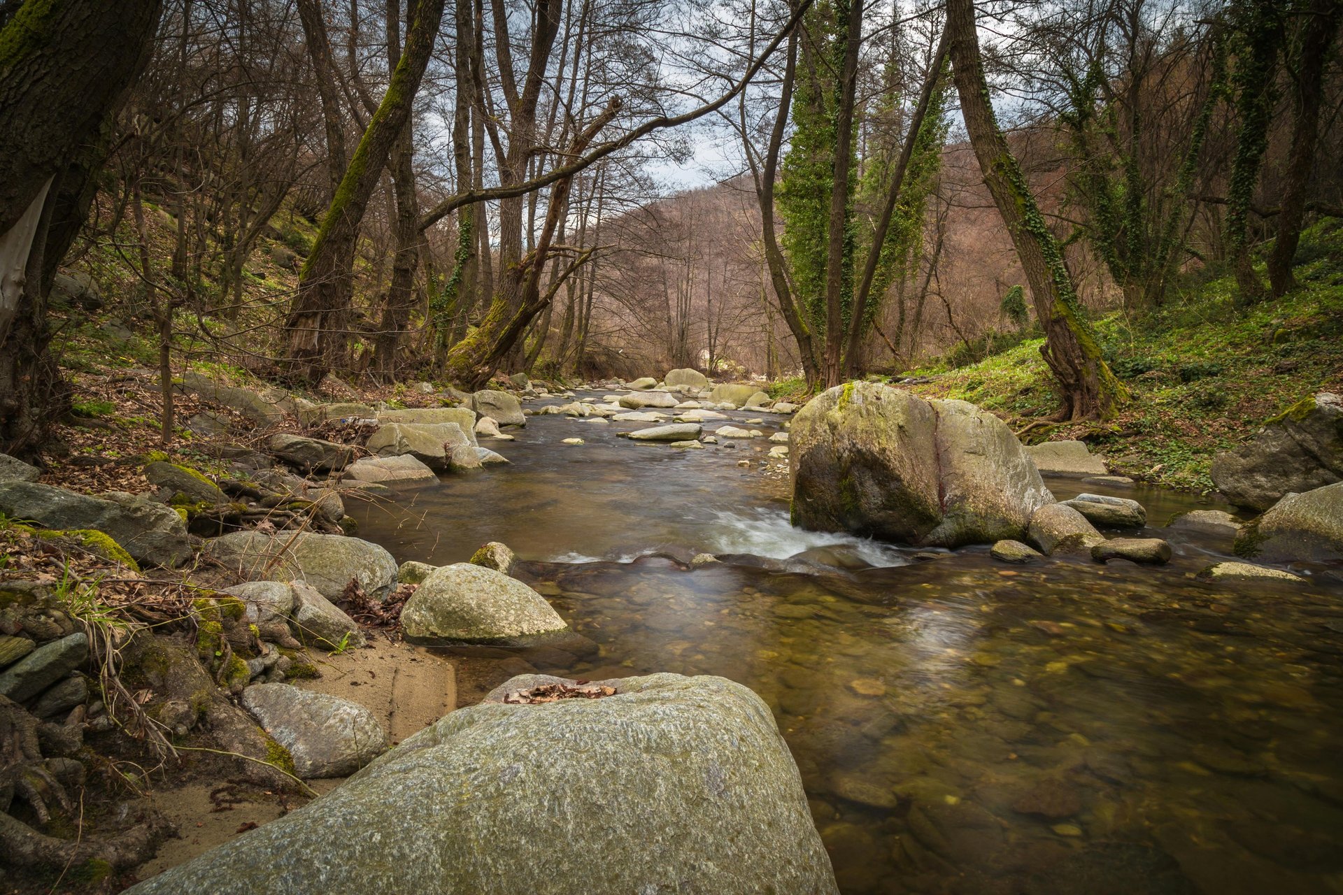 green plants beside river