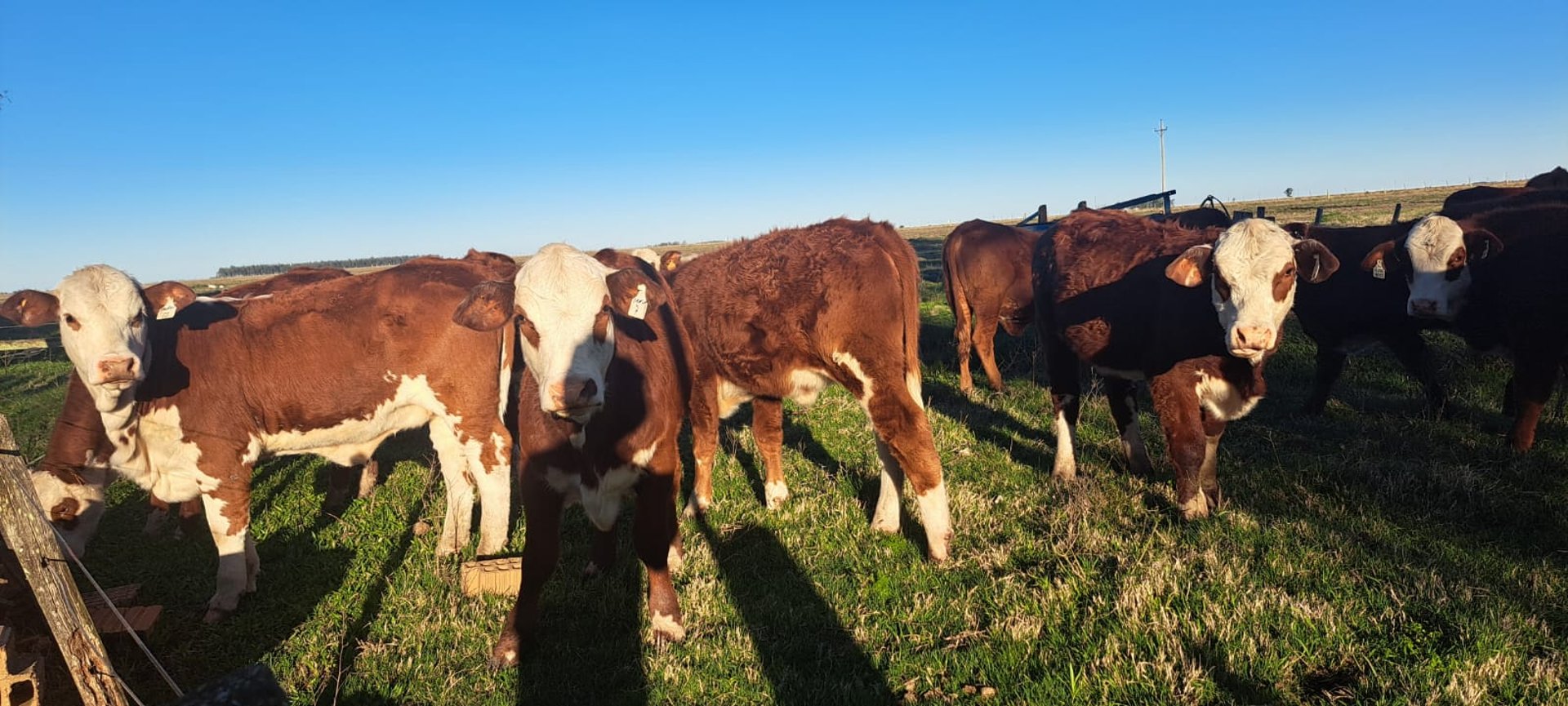 black blue and yellow textile