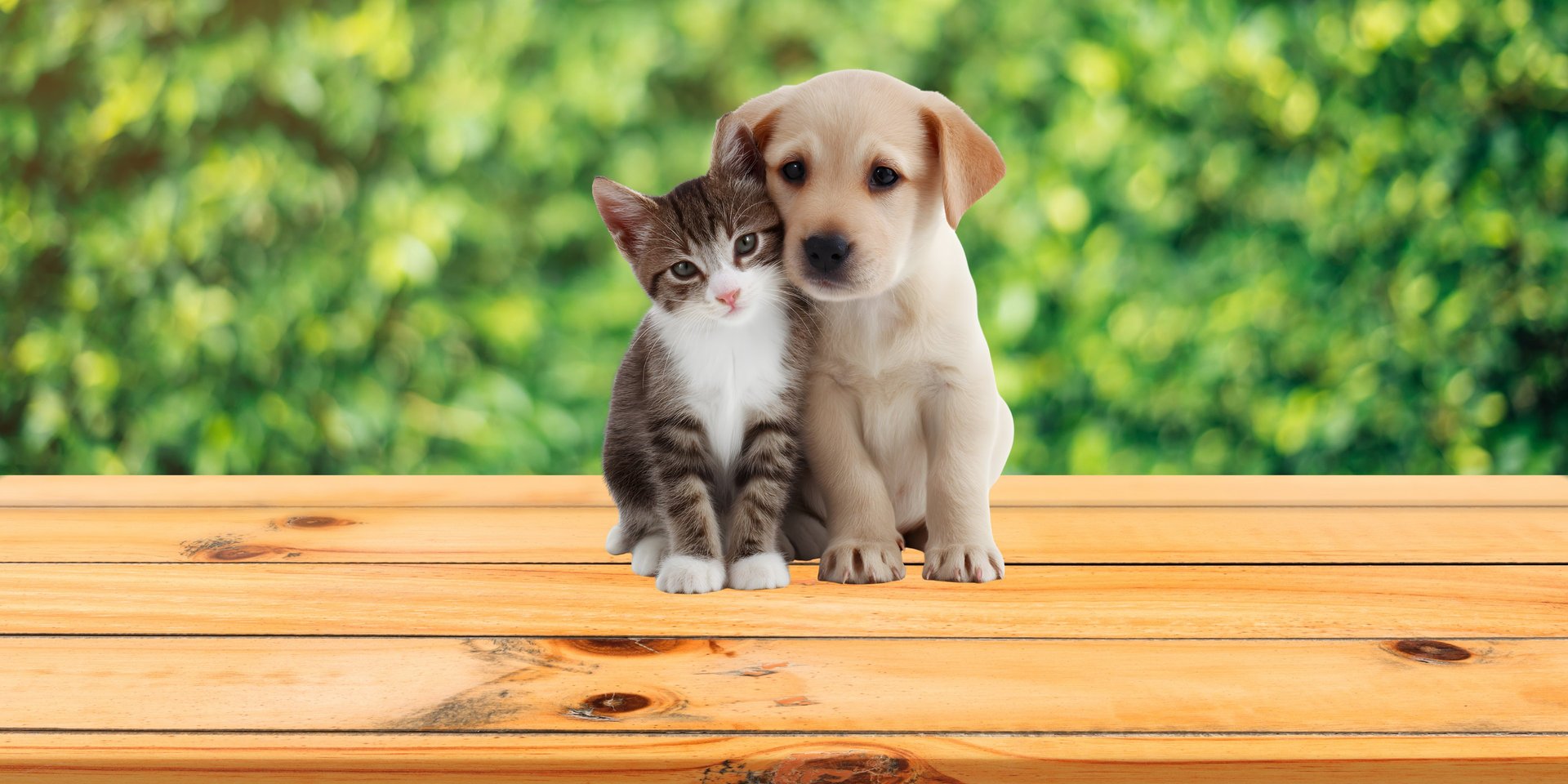 short-coated white and brown puppy