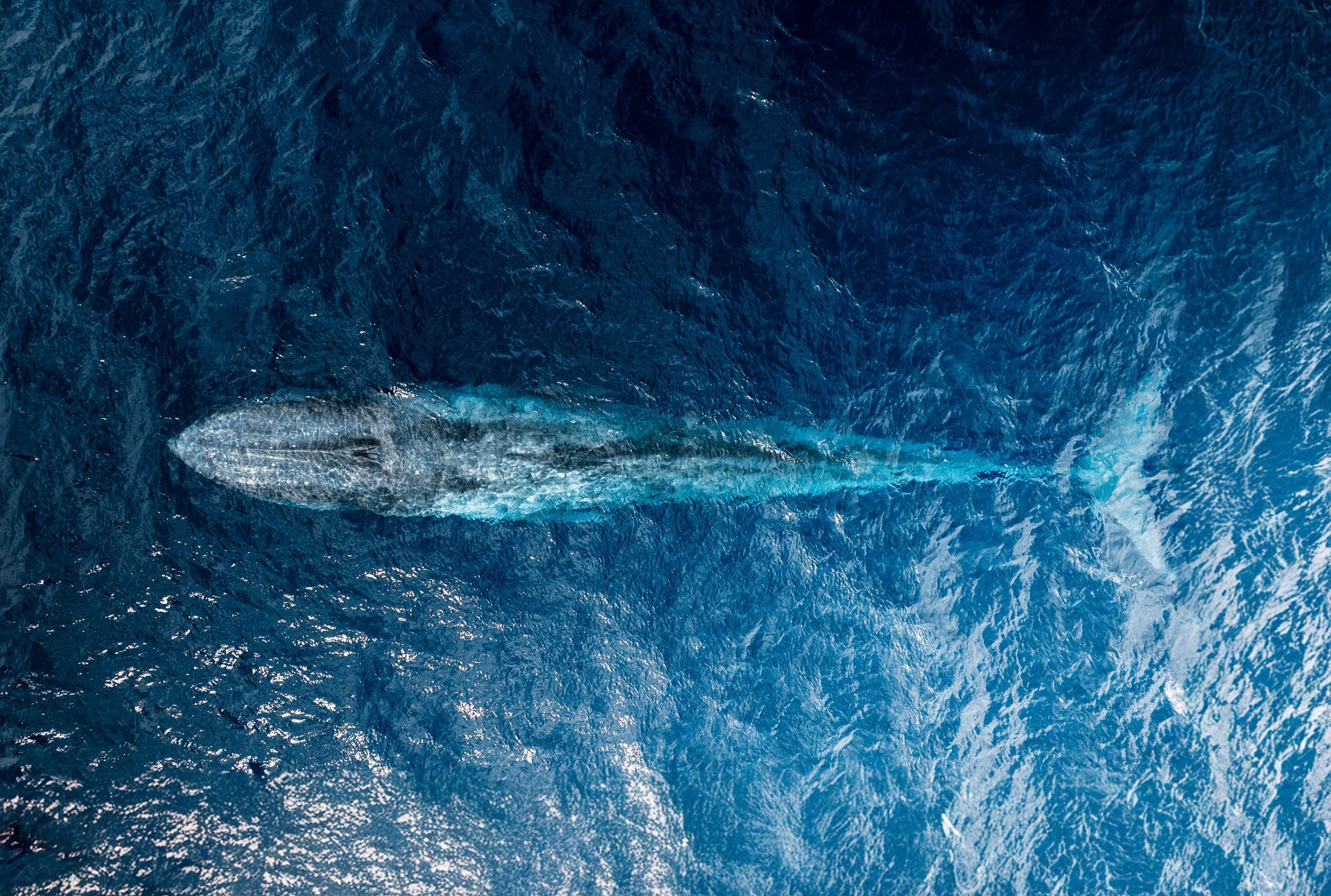 a aerial photo of a blue whale coming up for air in Alor, Indonesia
