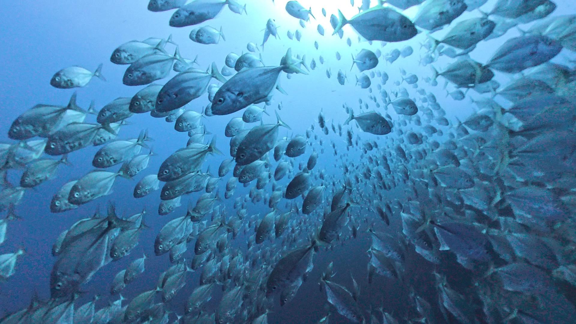 A school of big eye travallys swimming towards the camera