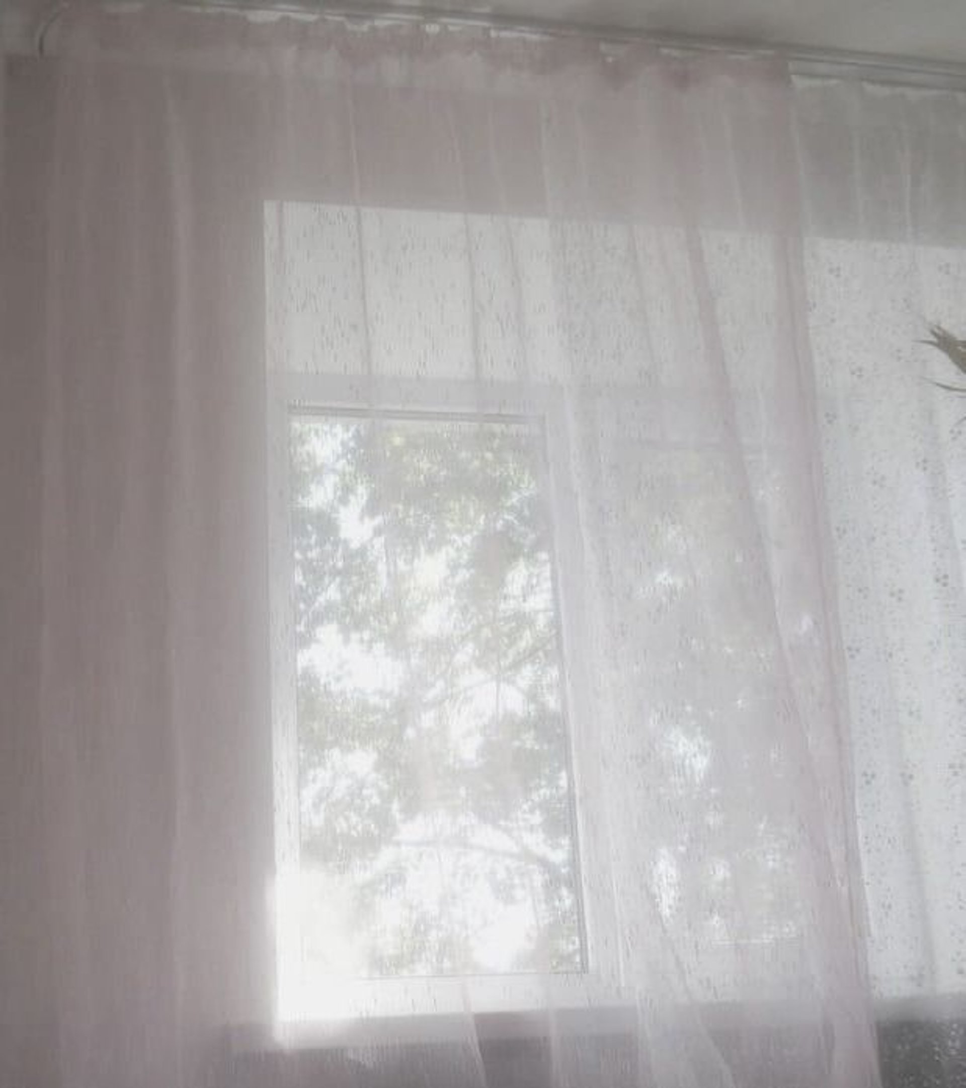 greyscale photo of road surrounded by trees during daytime