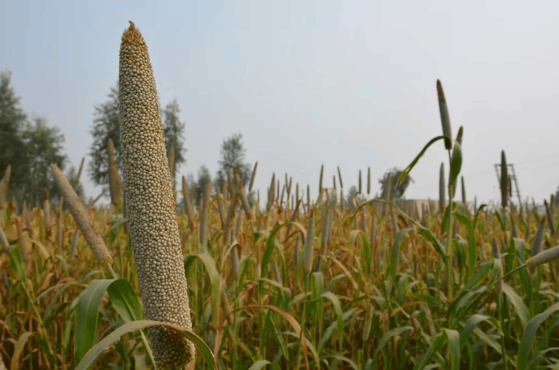 green linear leafed plants under blue sky during daytime