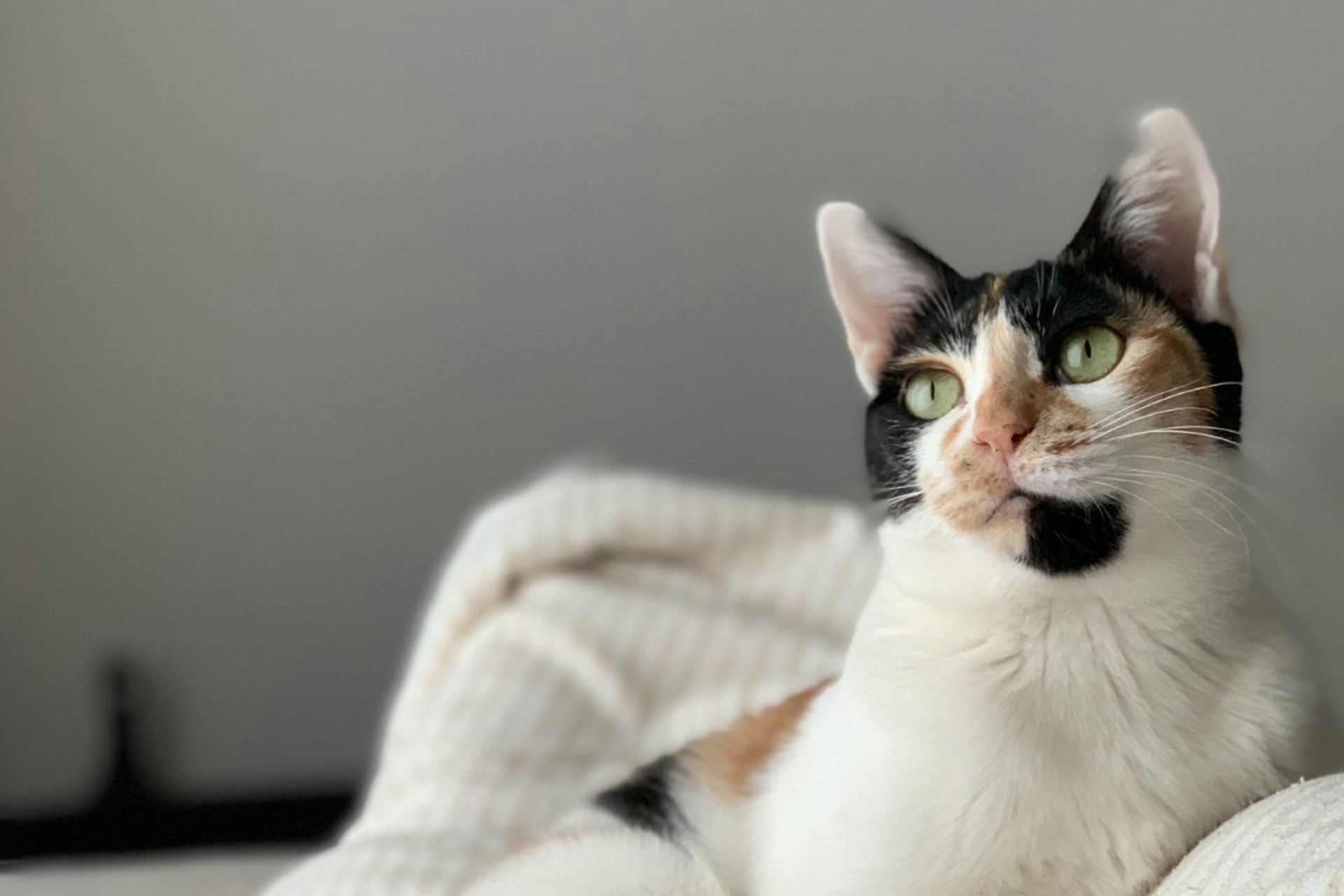 close up photo of tabby cat