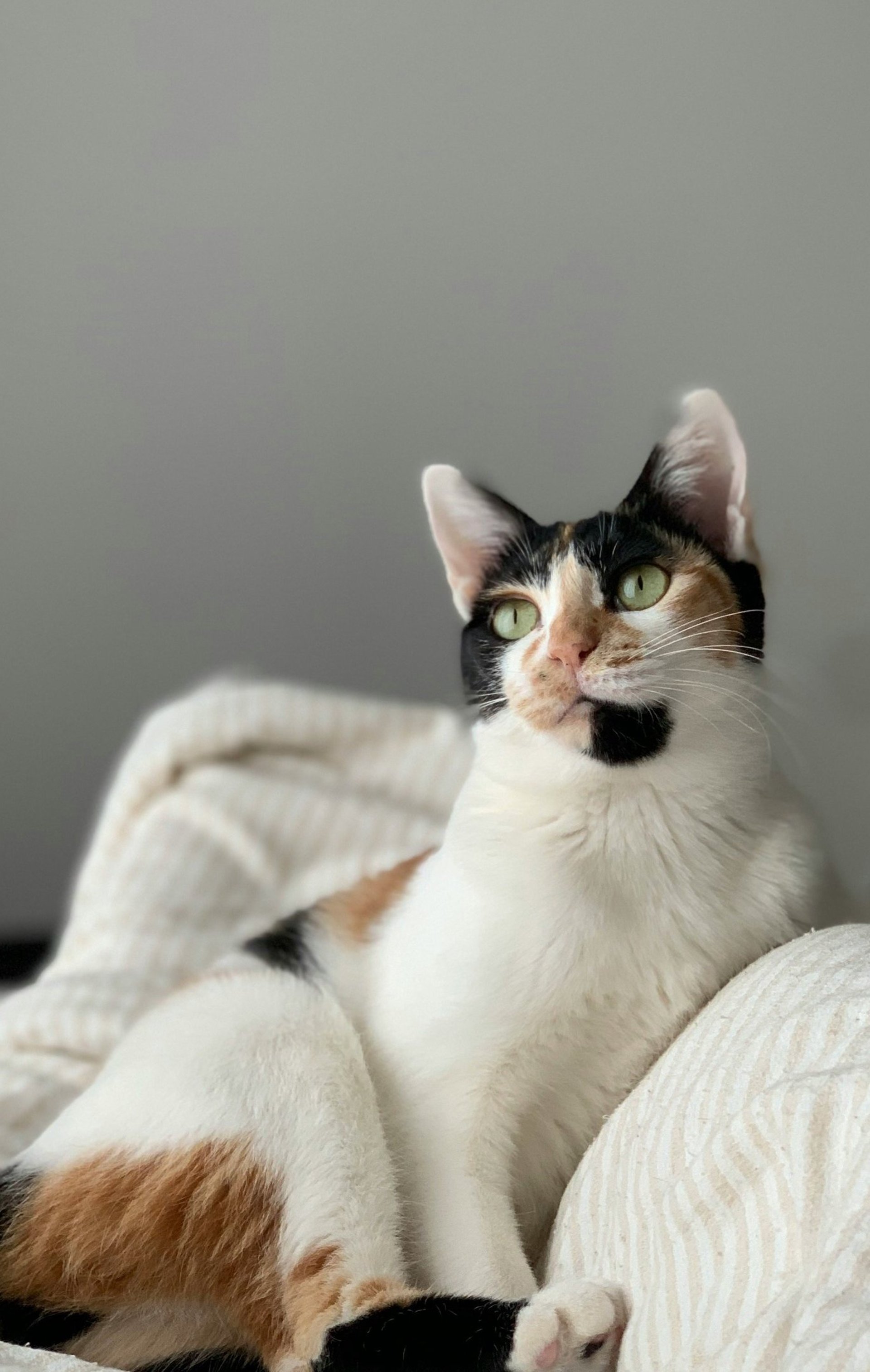 close up photo of tabby cat