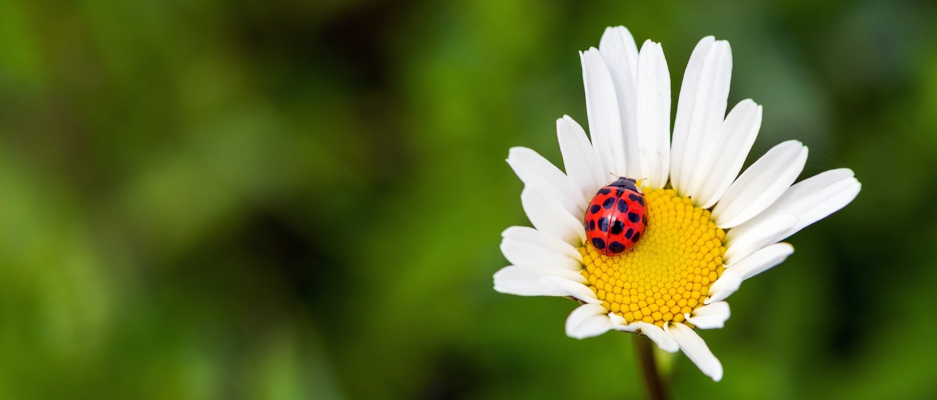 red ladybug perched on yellow flower in close up photography during daytime