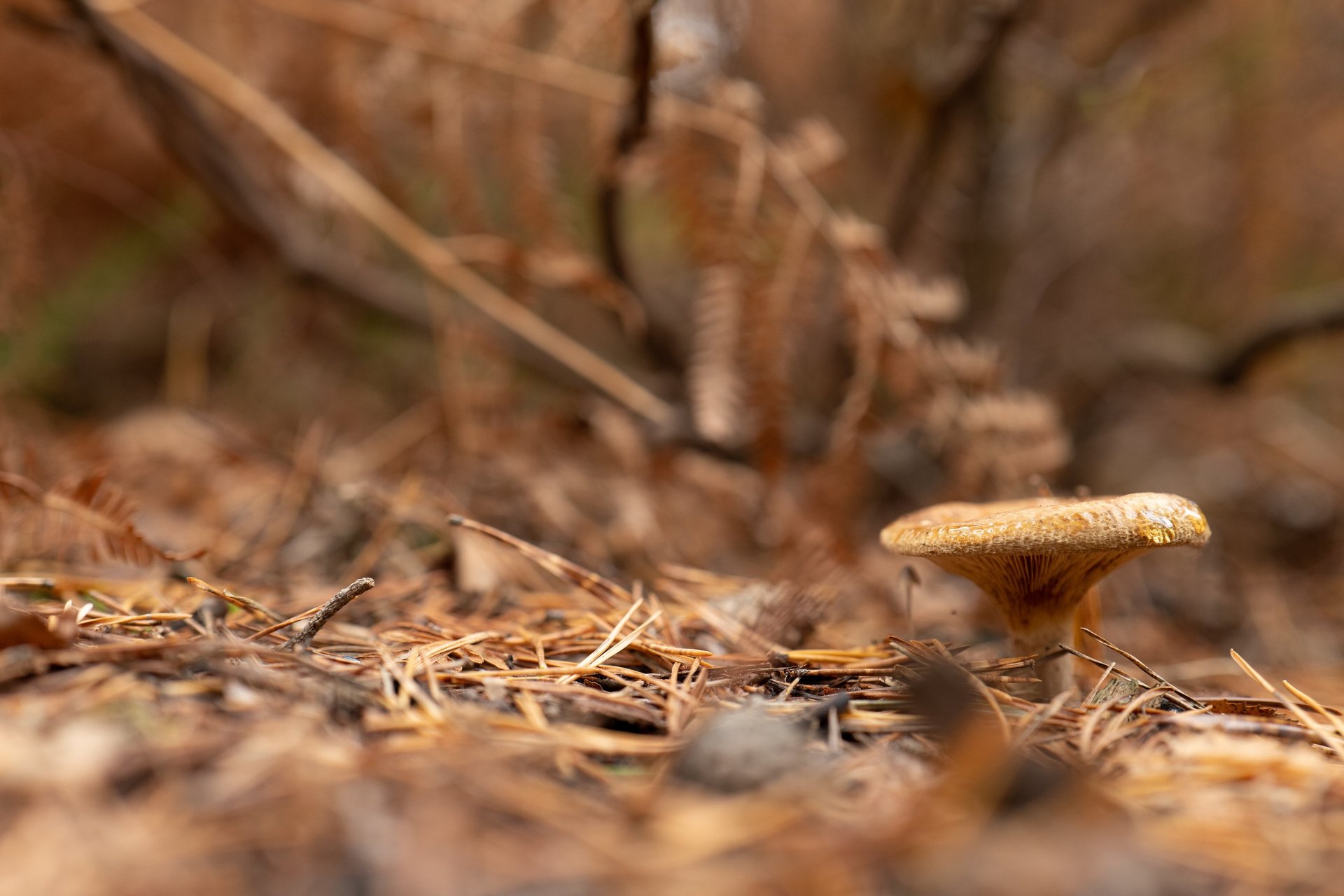 la nature en premier plan