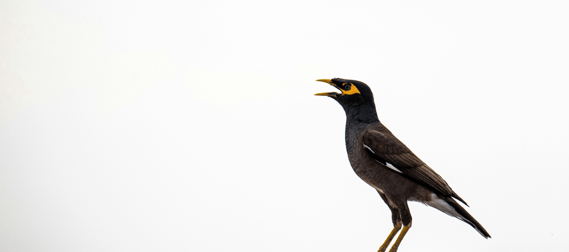 black and brown bird
