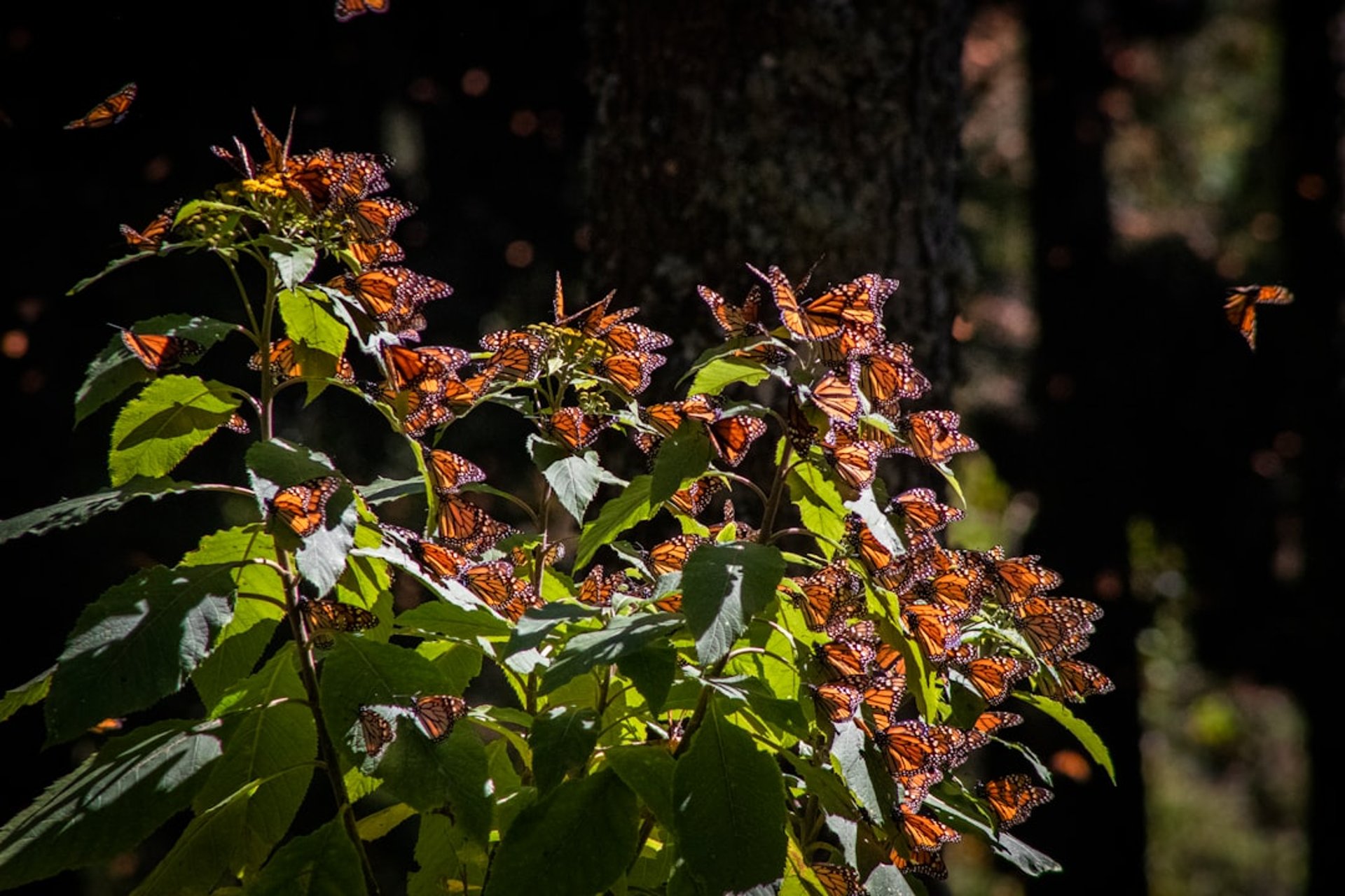 a bunch of butterflies that are on a plant