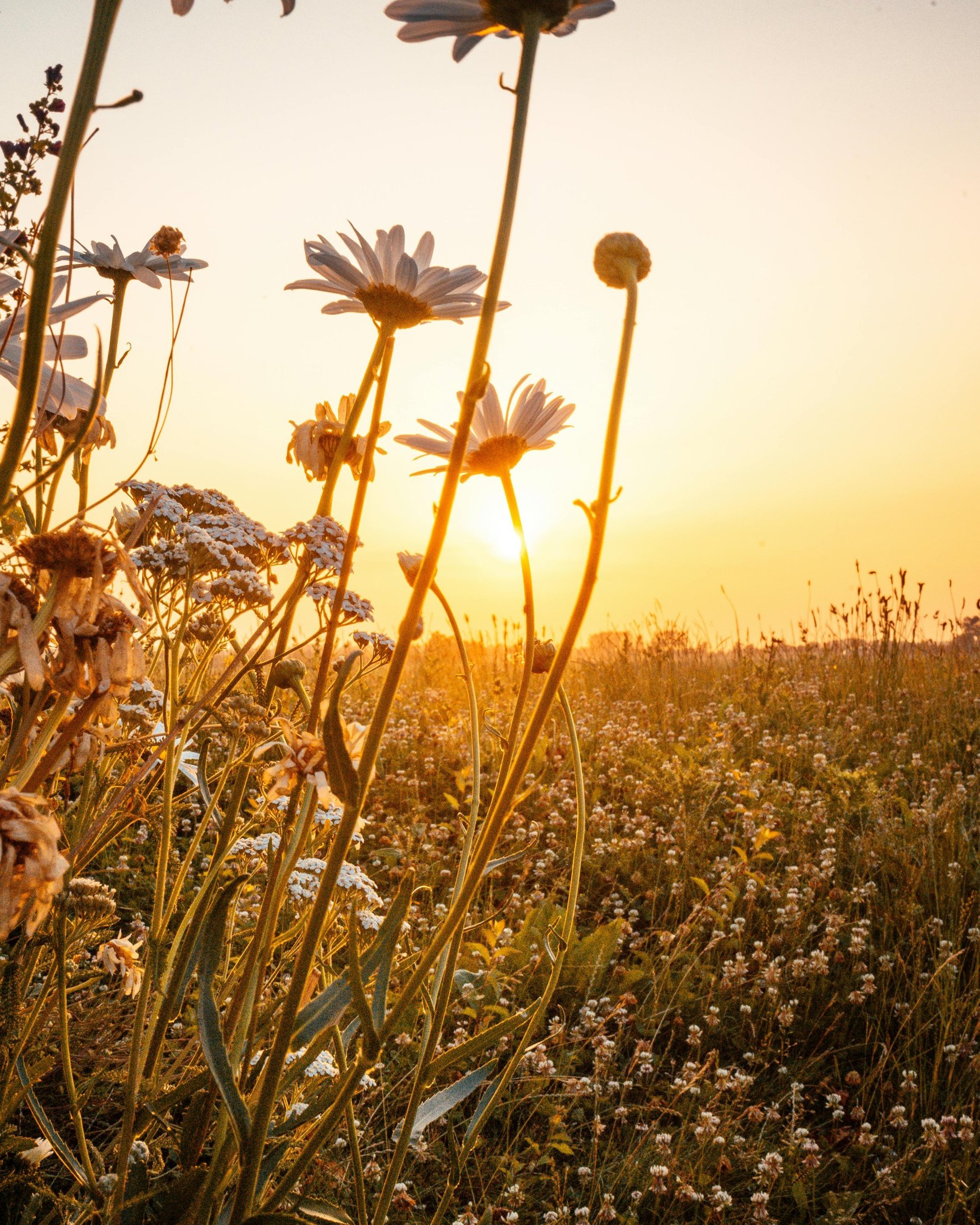 Champs de fleurs illuminé par le soleil