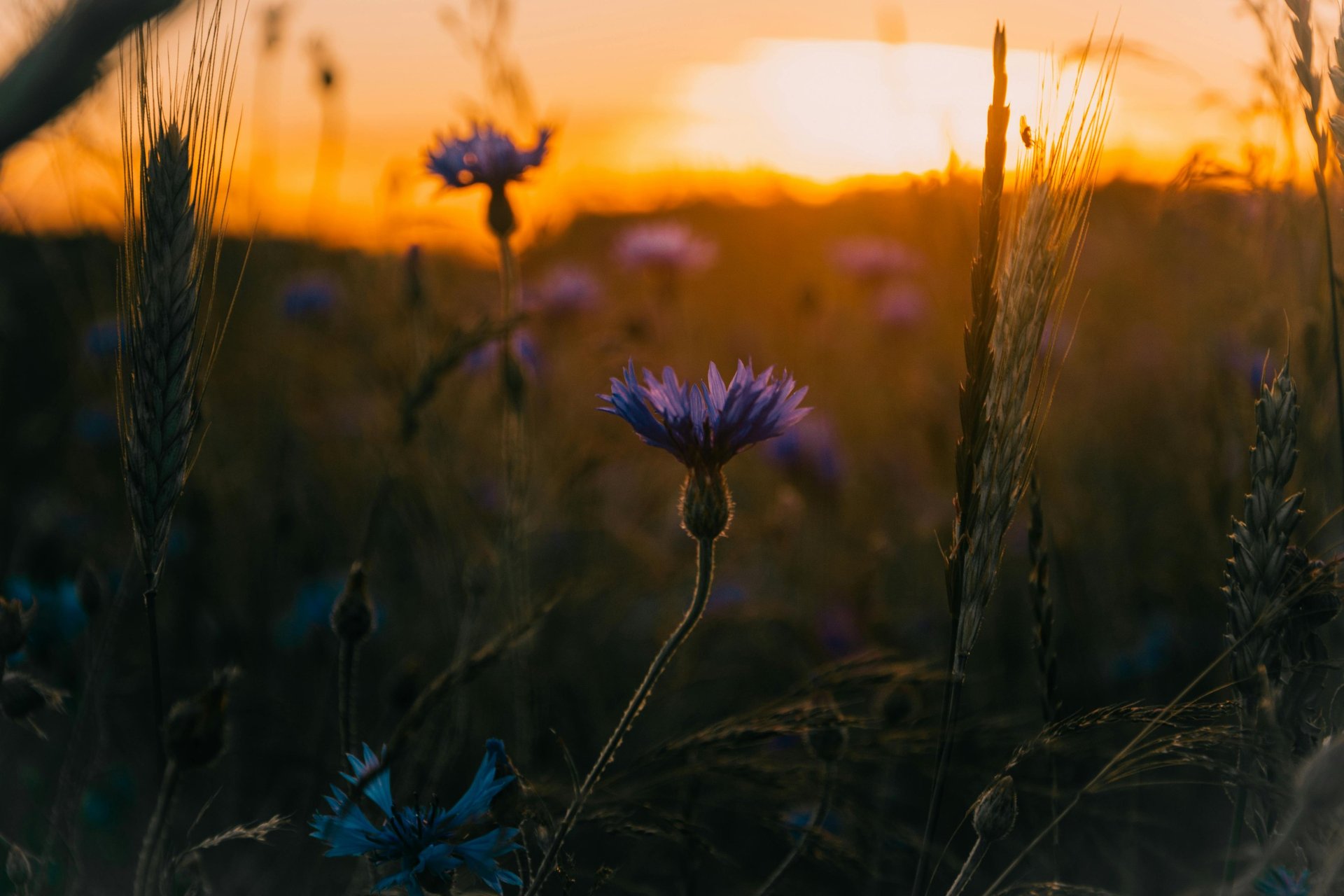 Fleur violette et coucher de soleil