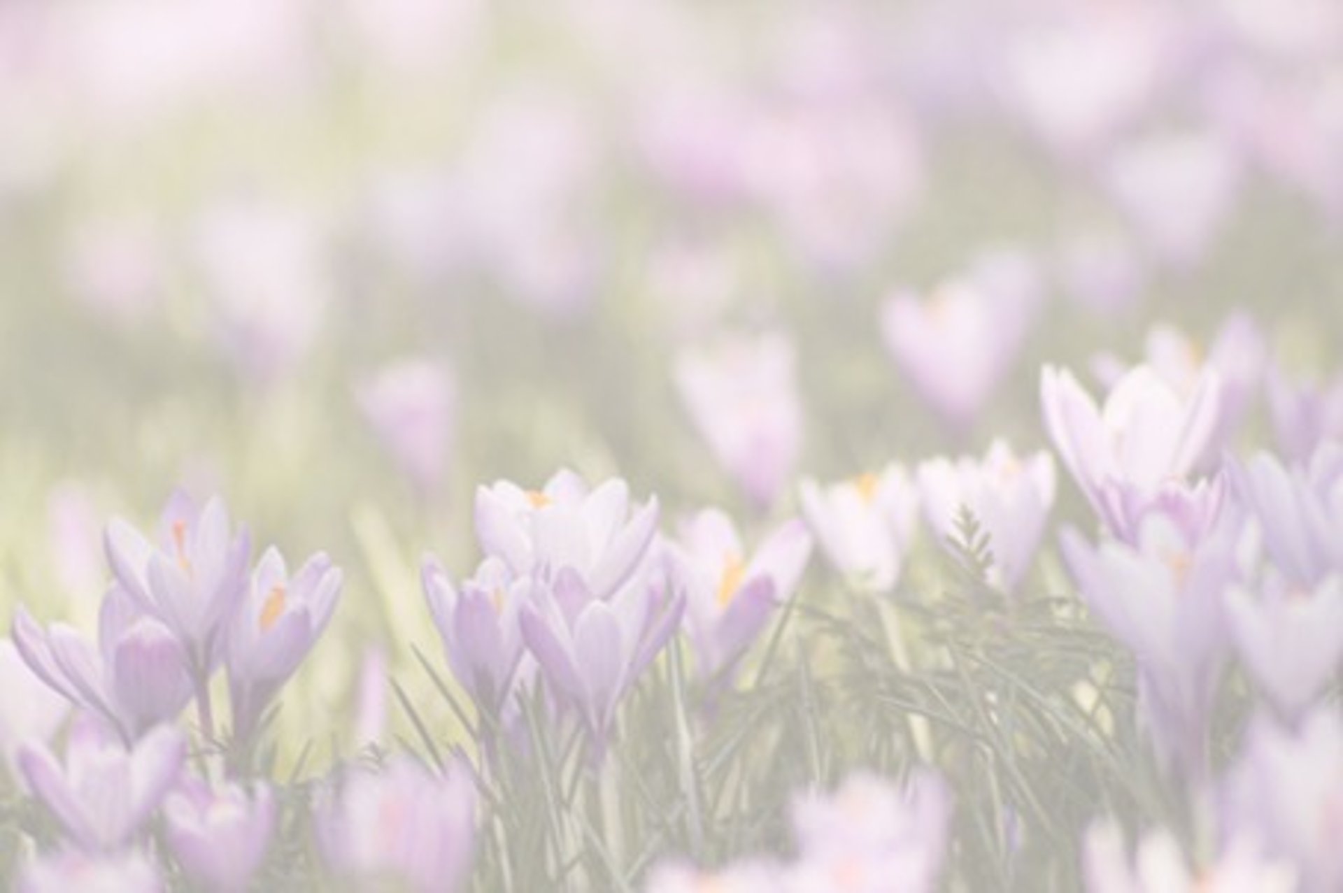 Champs de fleurs violettes