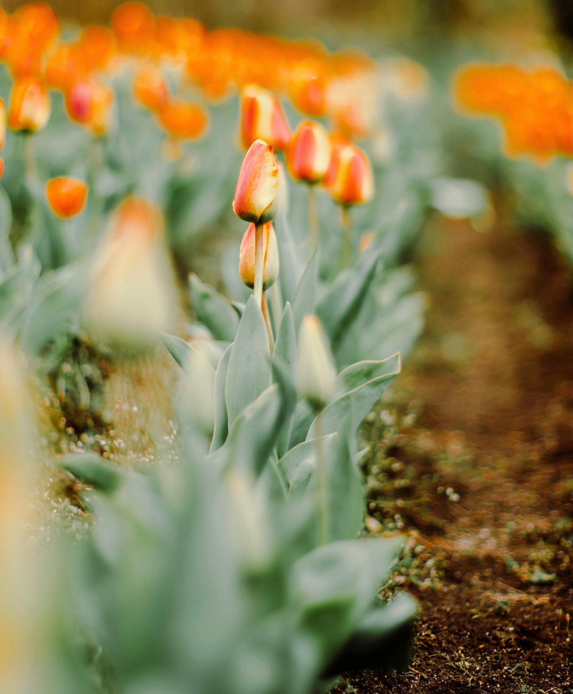 Champs de tulipes oranges