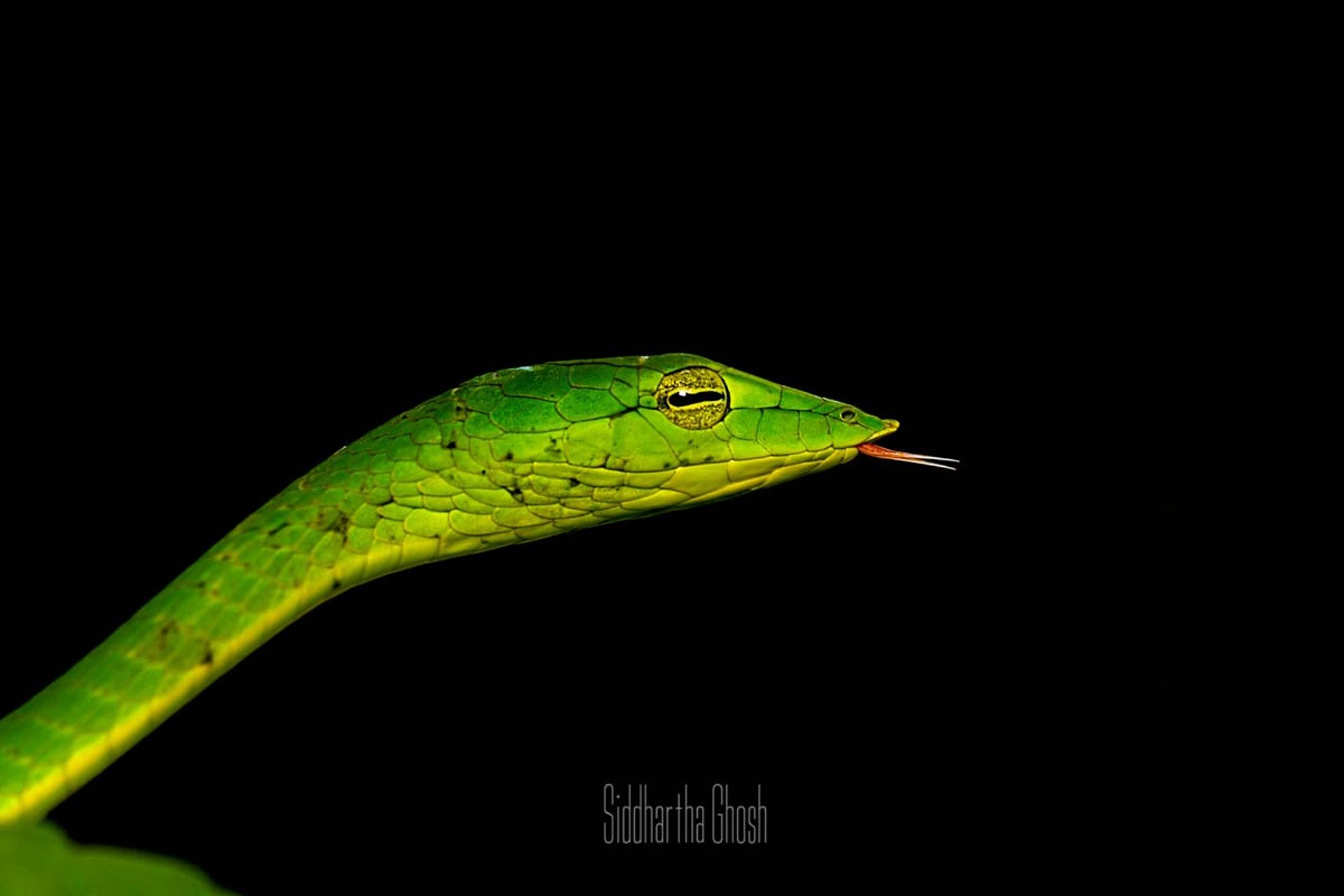 a green frog sitting on top of a tree branch